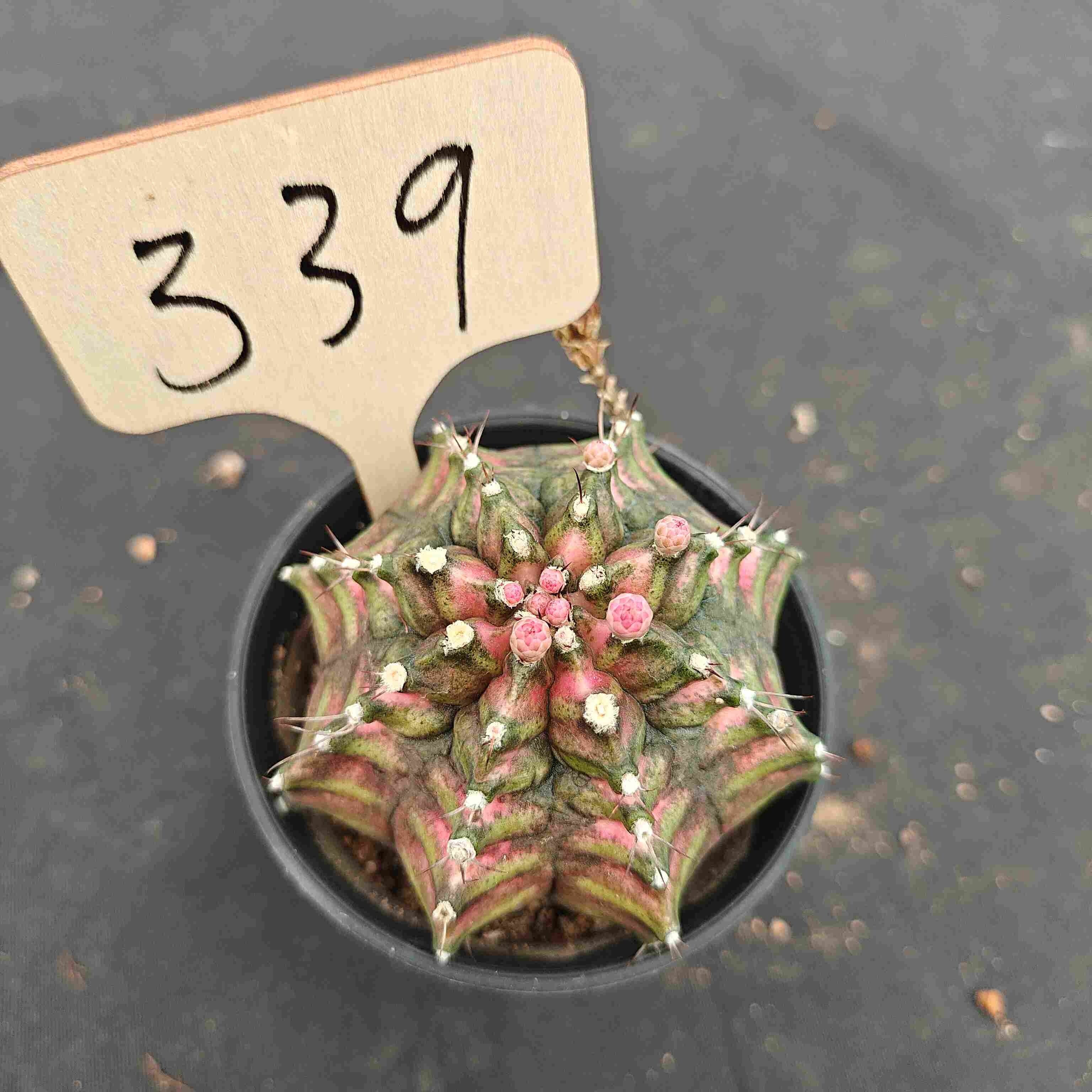 （WYSIWYG）Gymnocalycium mihanovichii .（Poseidon）339