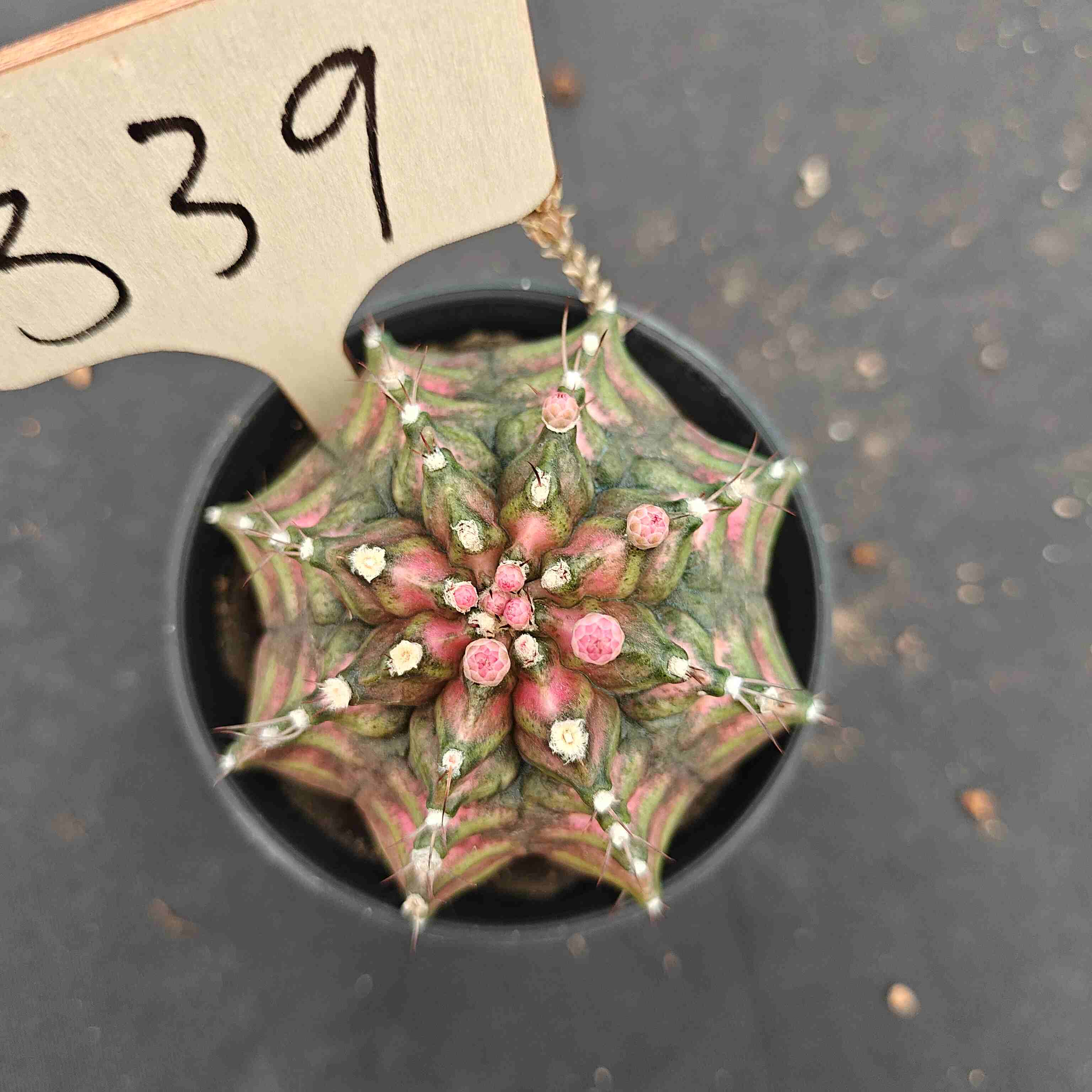 （WYSIWYG）Gymnocalycium mihanovichii .（Poseidon）339