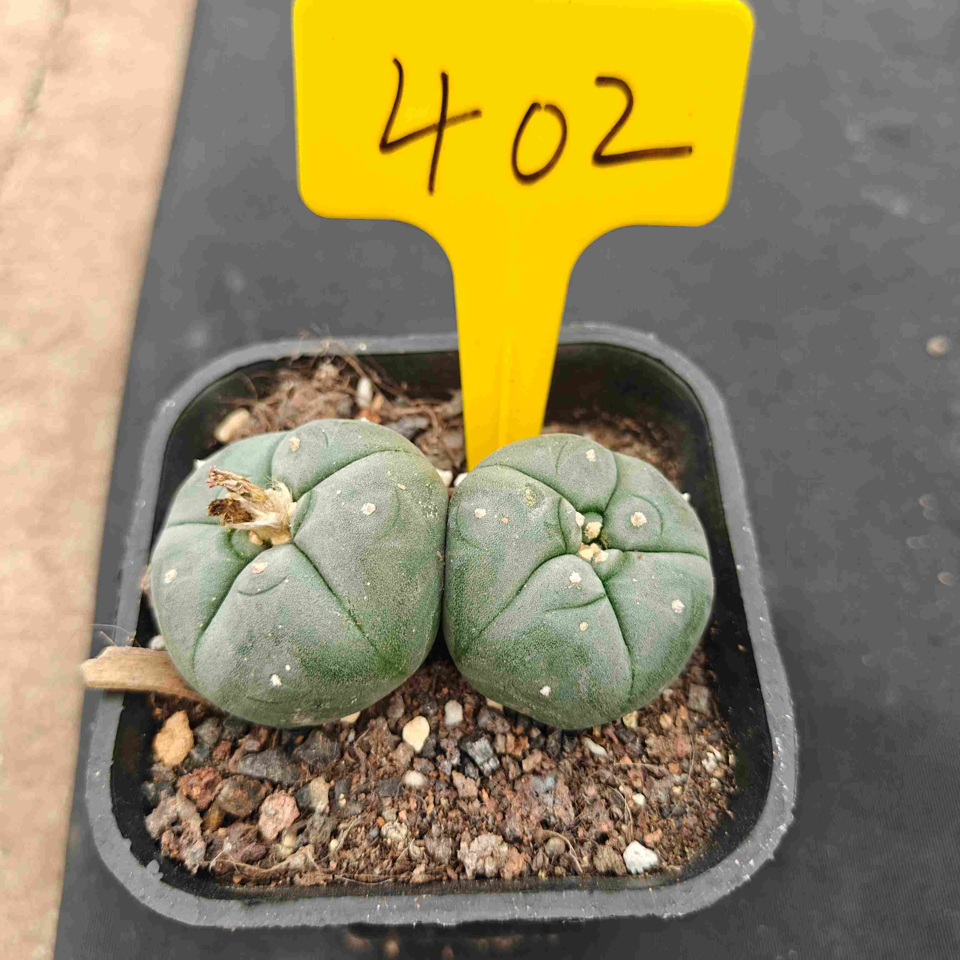 （WYSIWYG）Lophophora williamsii （single head）4years old Number 402