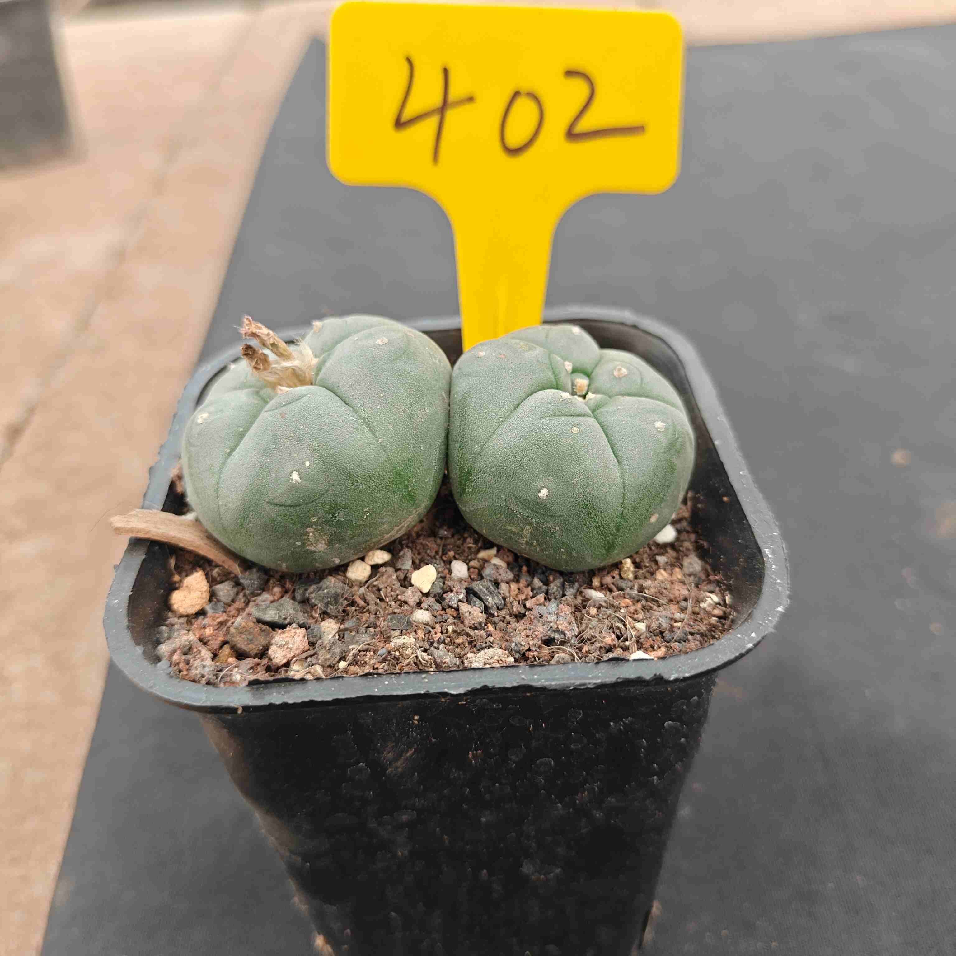 （WYSIWYG）Lophophora williamsii （single head）4years old Number 402