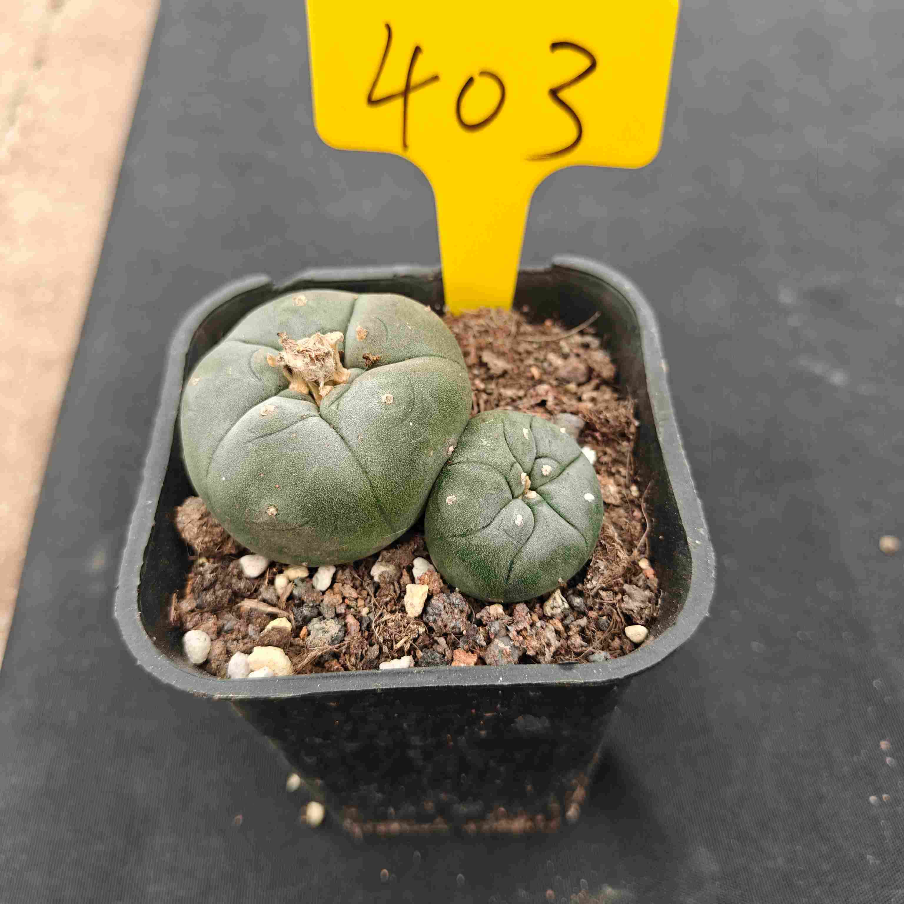 （WYSIWYG）Lophophora williamsii （single head）4years old Number 403