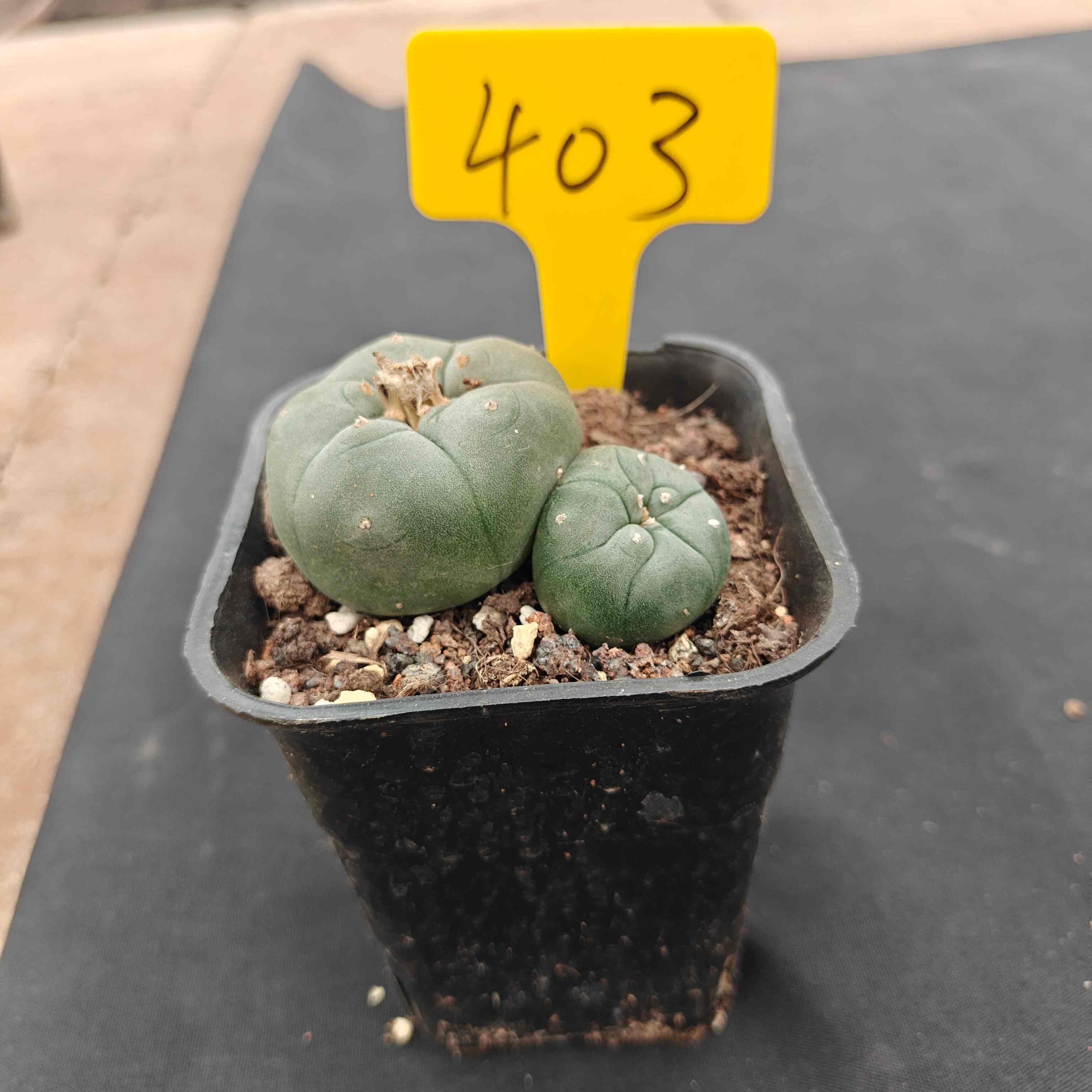 （WYSIWYG）Lophophora williamsii （single head）4years old Number 403