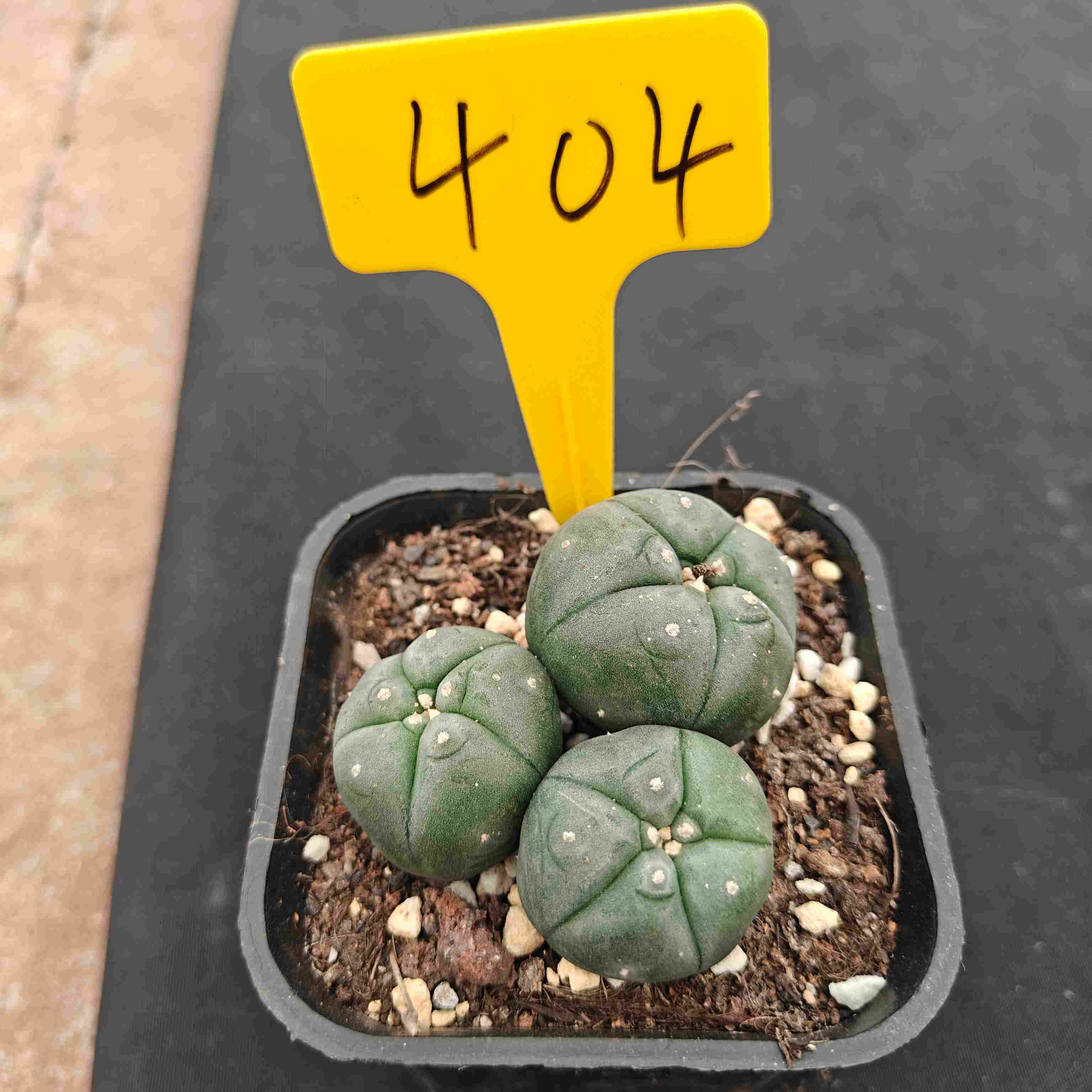 （WYSIWYG）Lophophora williamsii （single head）4years old Number 404
