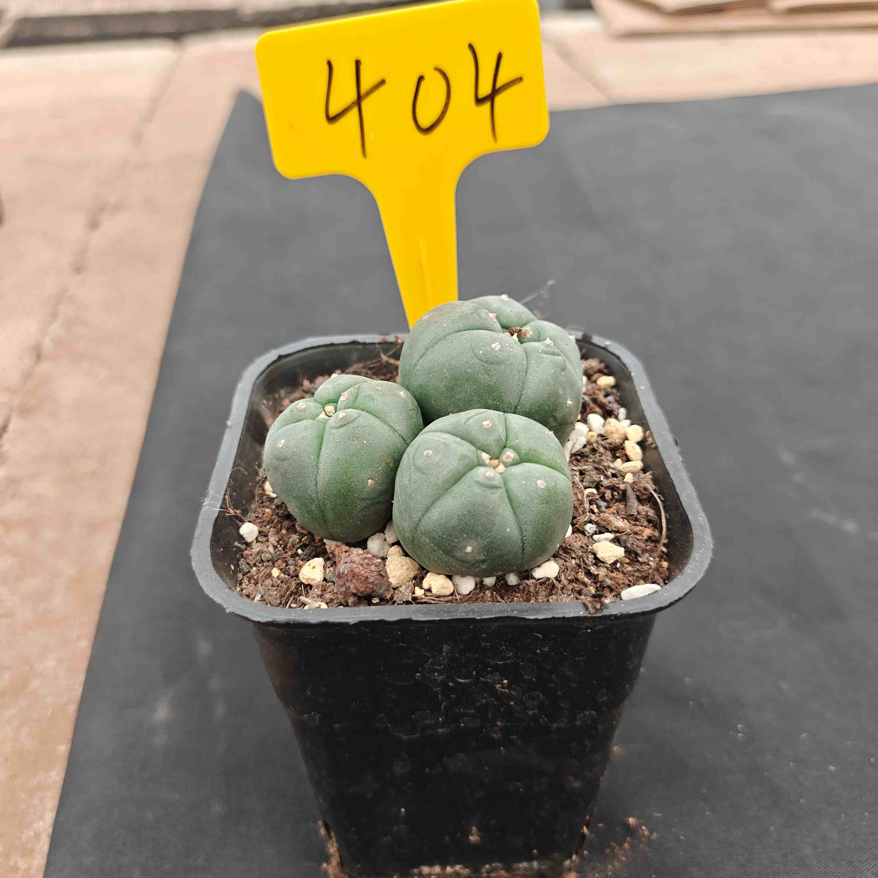 （WYSIWYG）Lophophora williamsii （single head）4years old Number 404