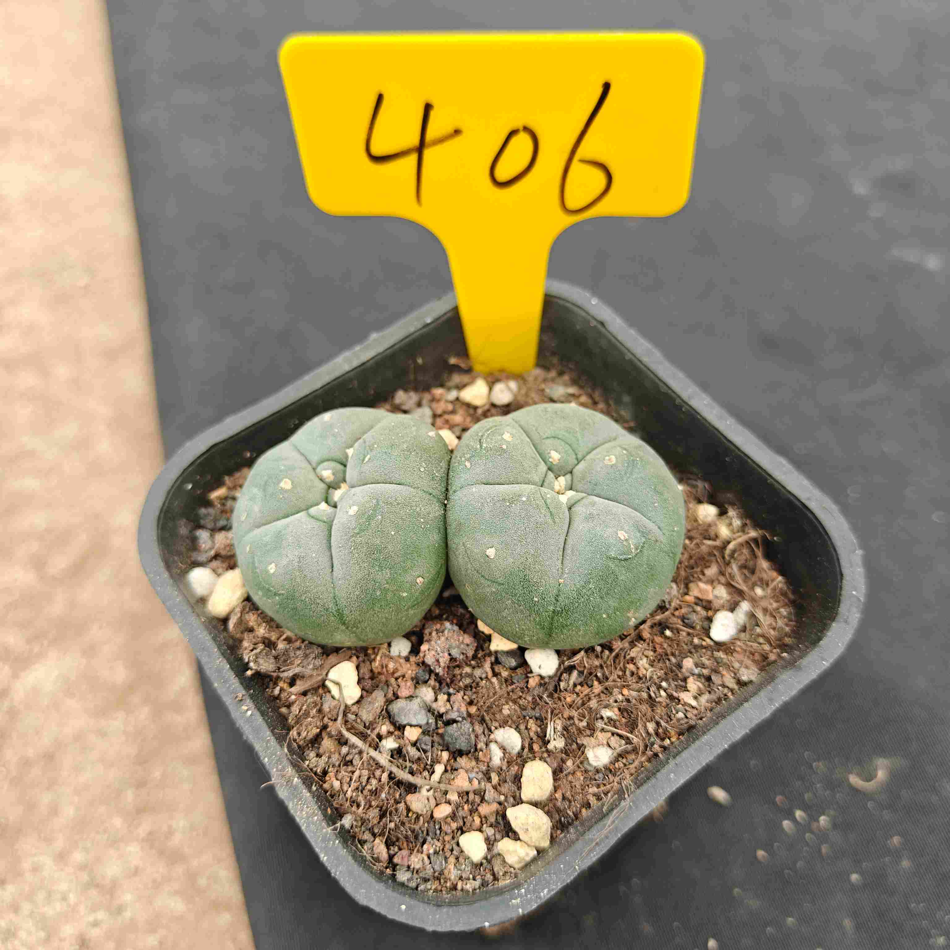 （WYSIWYG）Lophophora williamsii （single head）4years old Number 406