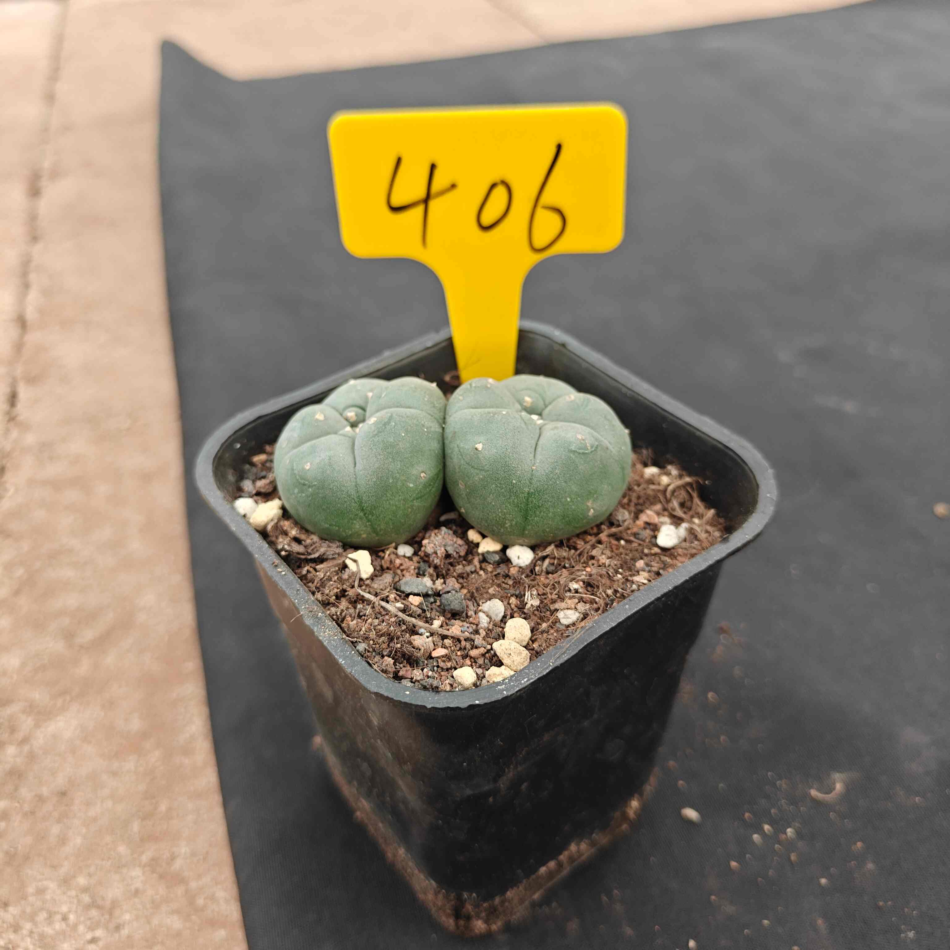 （WYSIWYG）Lophophora williamsii （single head）4years old Number 406