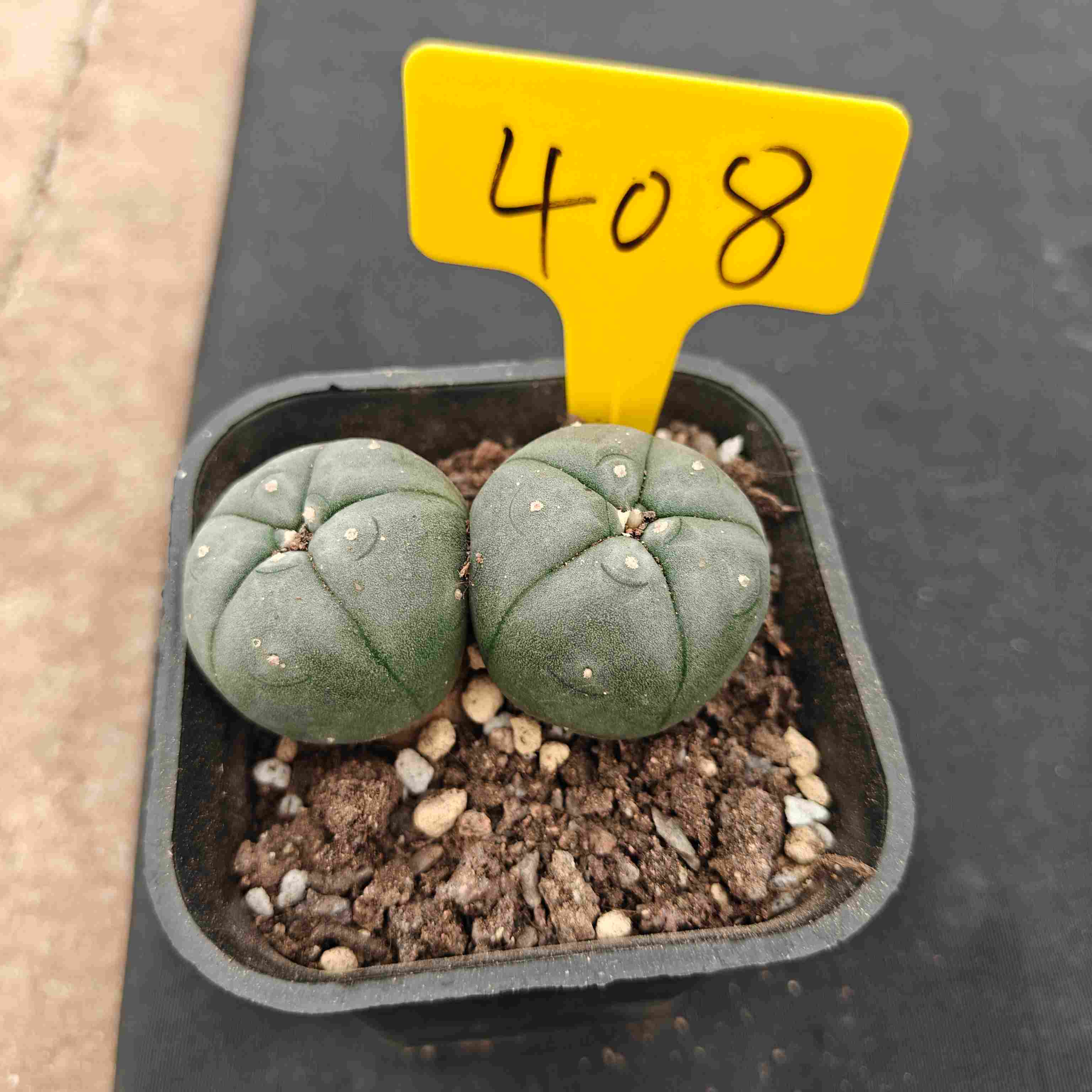（WYSIWYG）Lophophora williamsii （single head）4years old Number 408