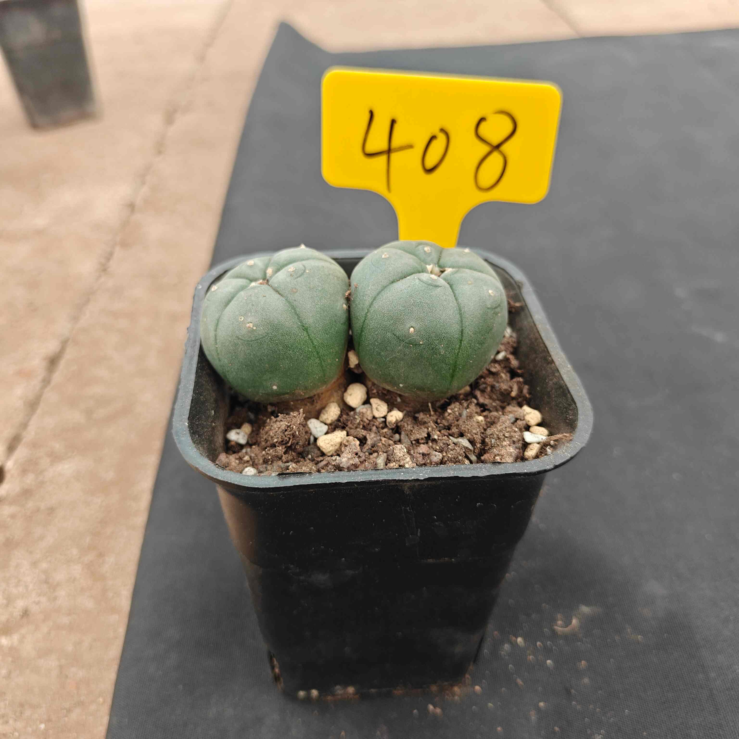（WYSIWYG）Lophophora williamsii （single head）4years old Number 408