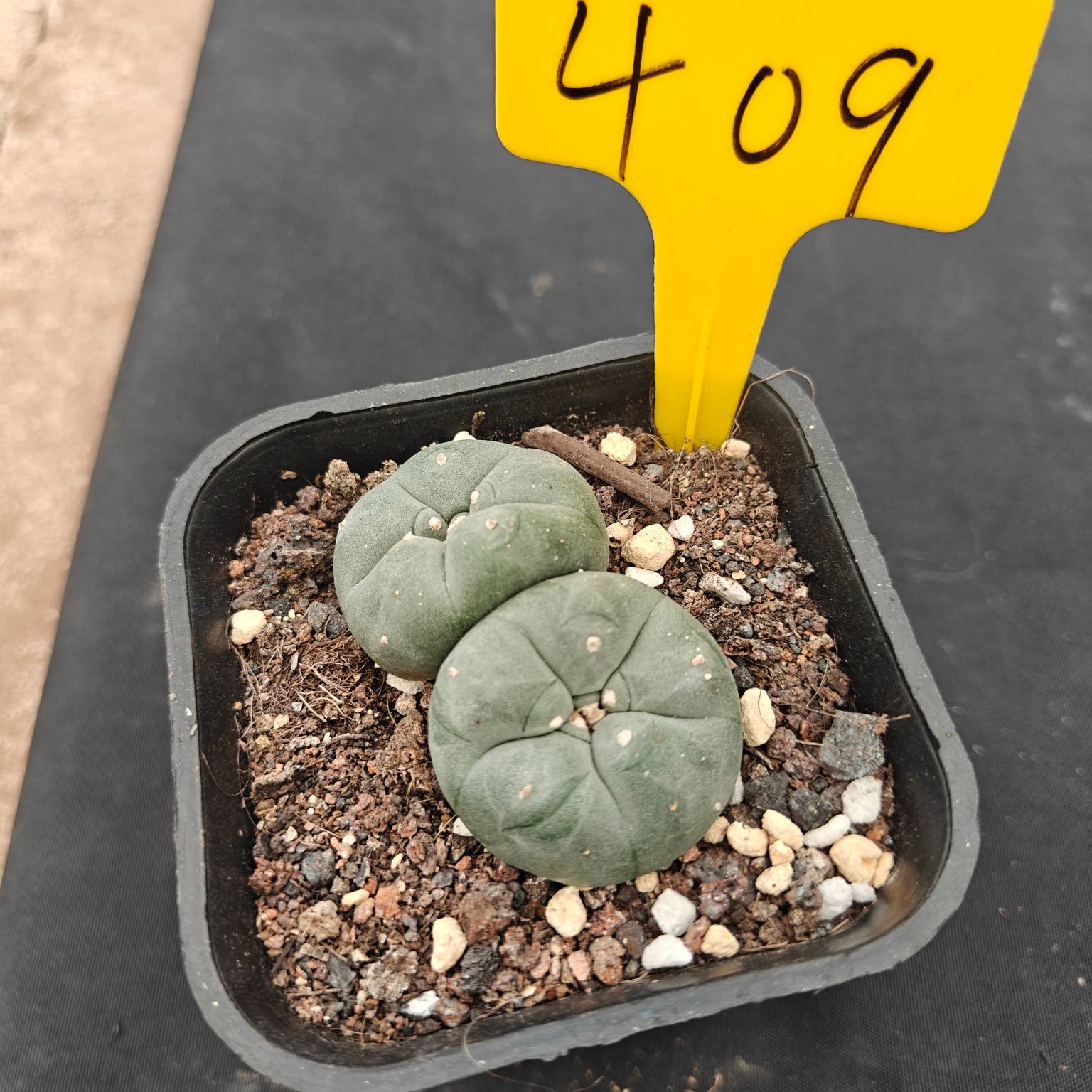（WYSIWYG）Lophophora williamsii （single head）4years old Number 409