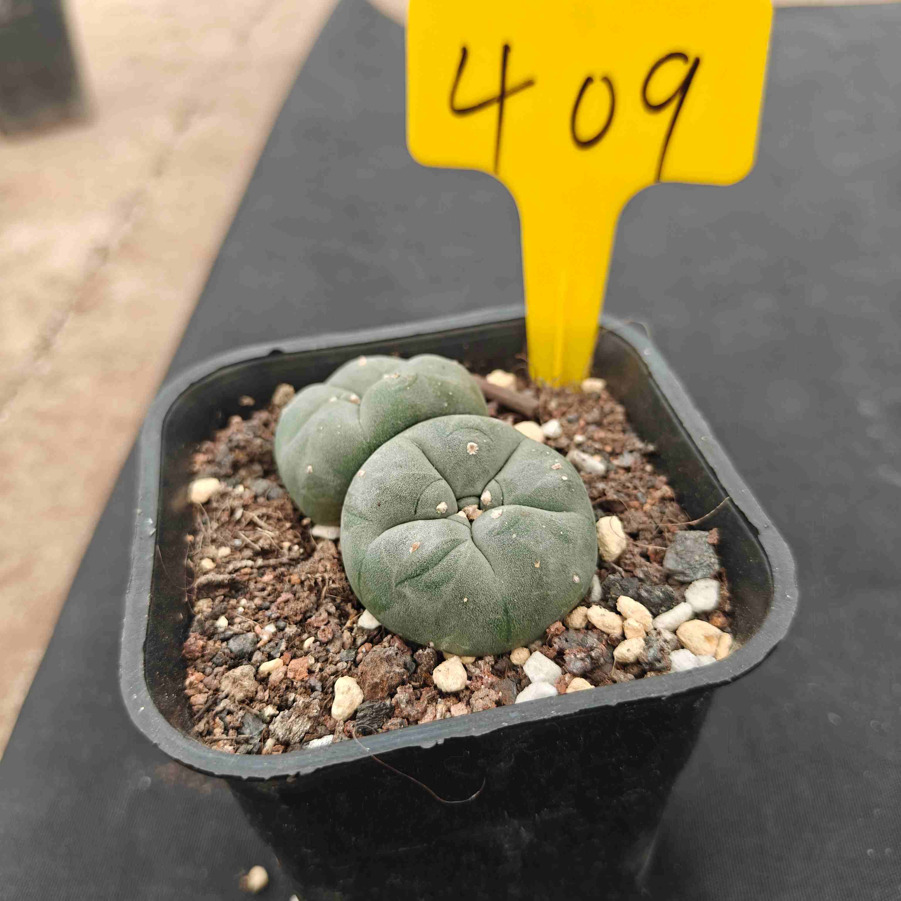 （WYSIWYG）Lophophora williamsii （single head）4years old Number 409