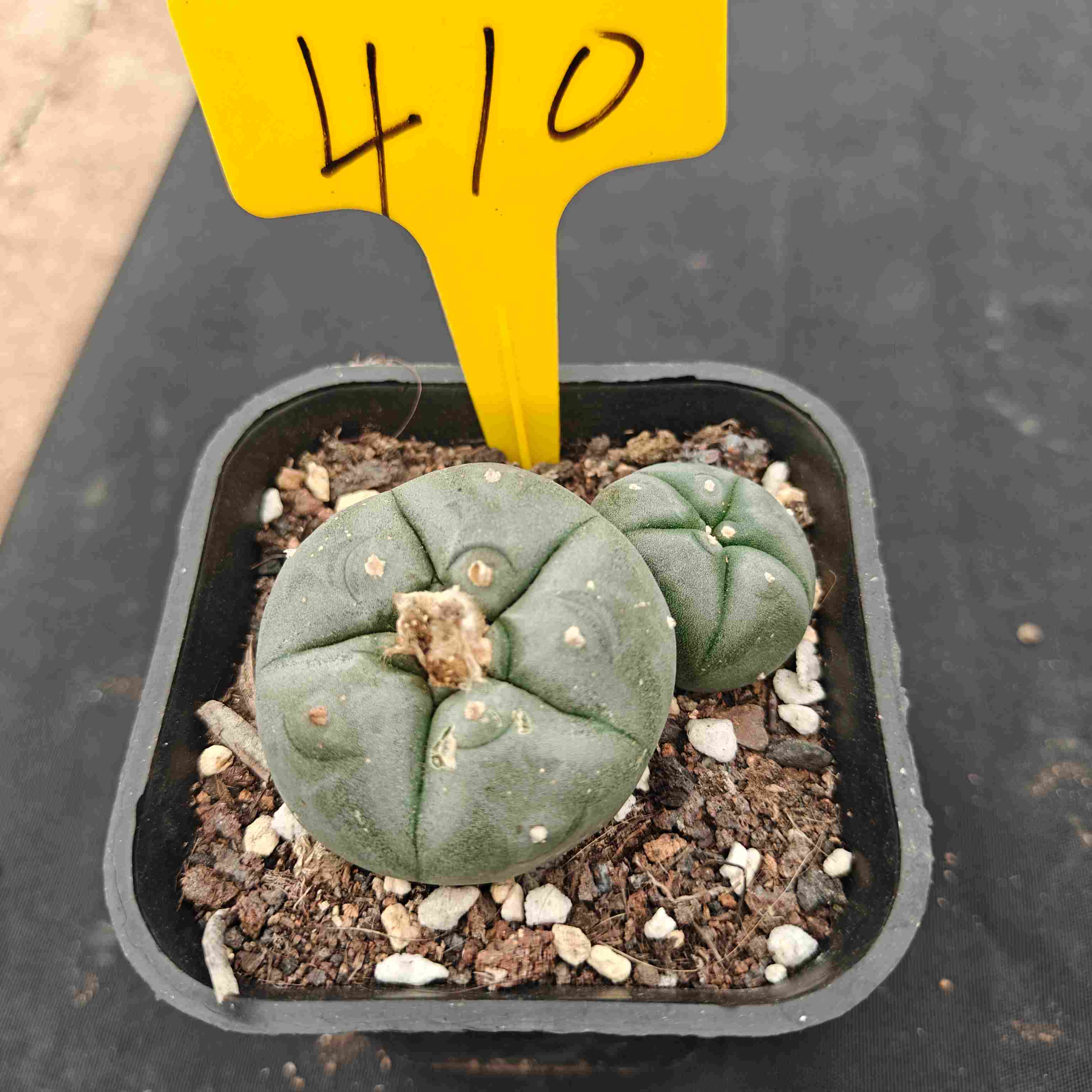 （WYSIWYG）Lophophora williamsii （single head）4years old Number 410