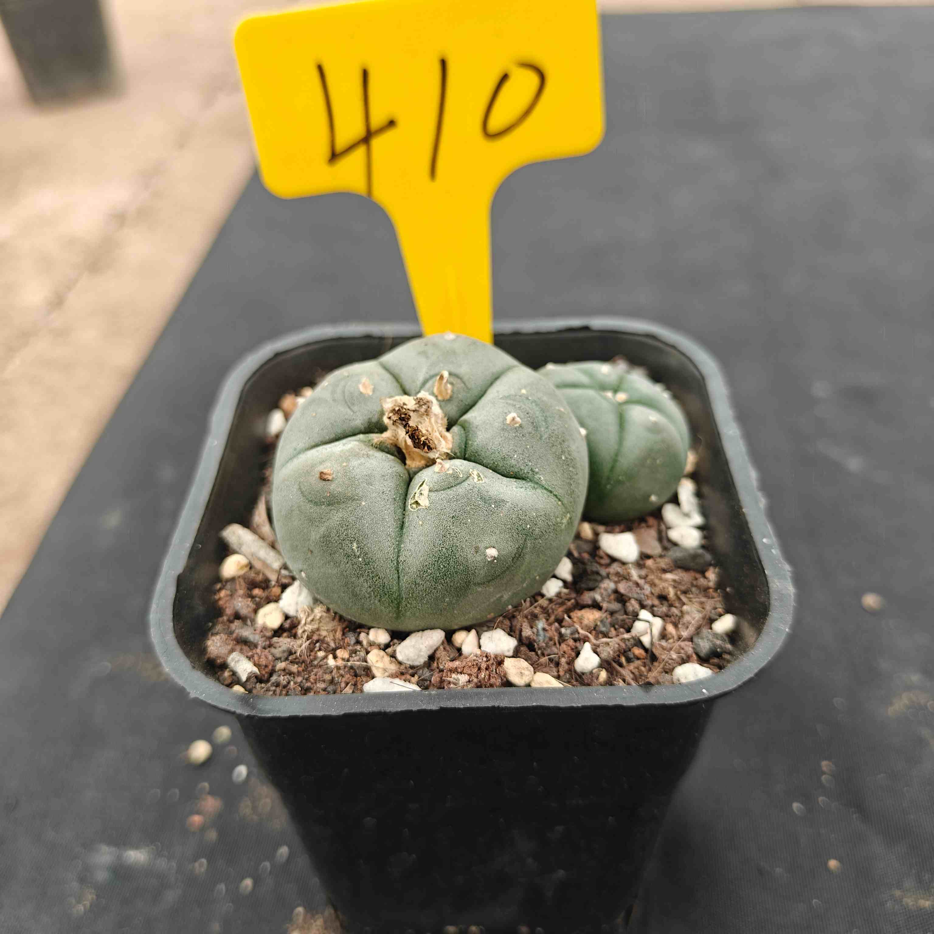 （WYSIWYG）Lophophora williamsii （single head）4years old Number 410