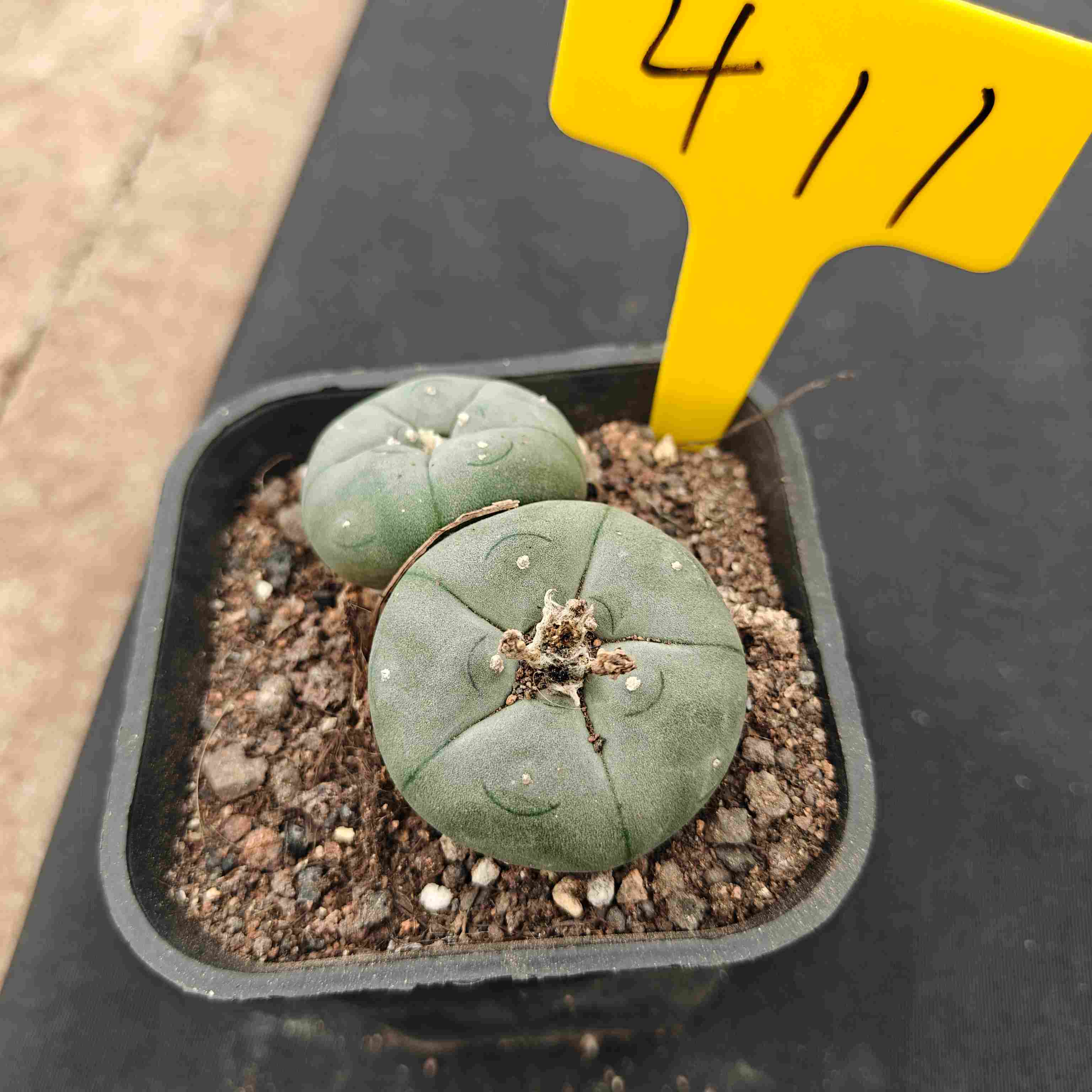 （WYSIWYG）Lophophora williamsii （single head）4years old Number 411