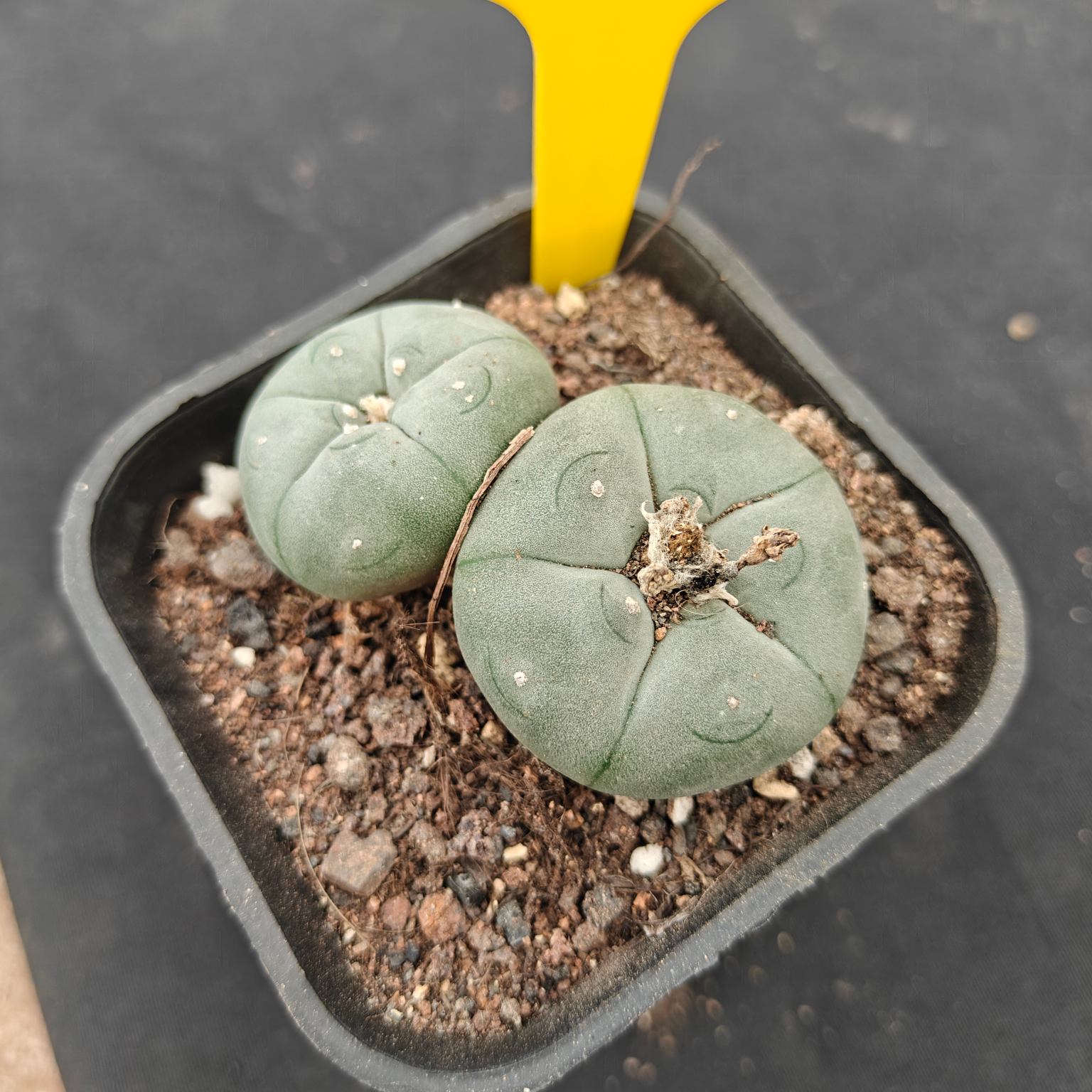 （WYSIWYG）Lophophora williamsii （single head）4years old Number 411
