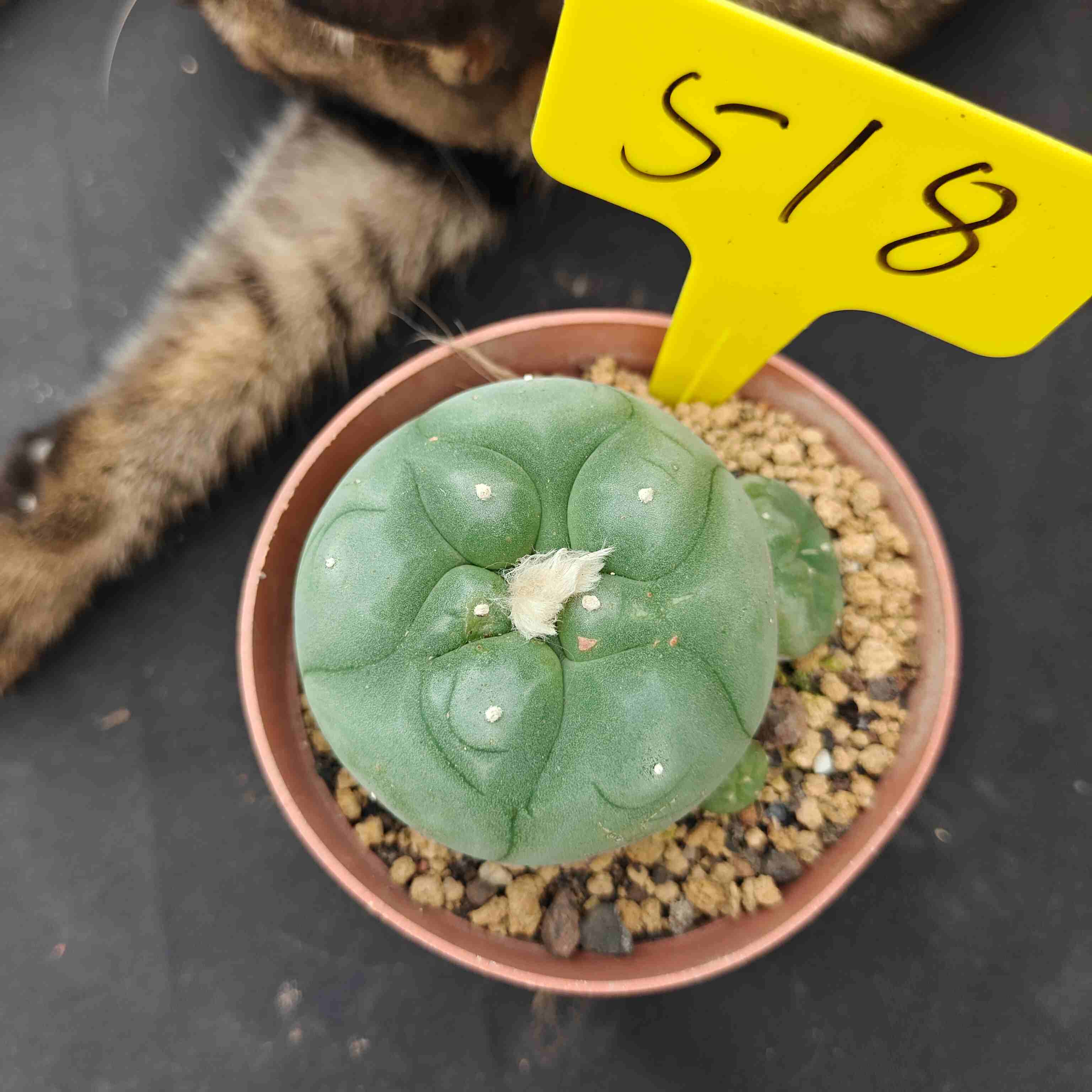 6-7cm（WYSIWYG）Lophophora diffusa 5 years old Number 518