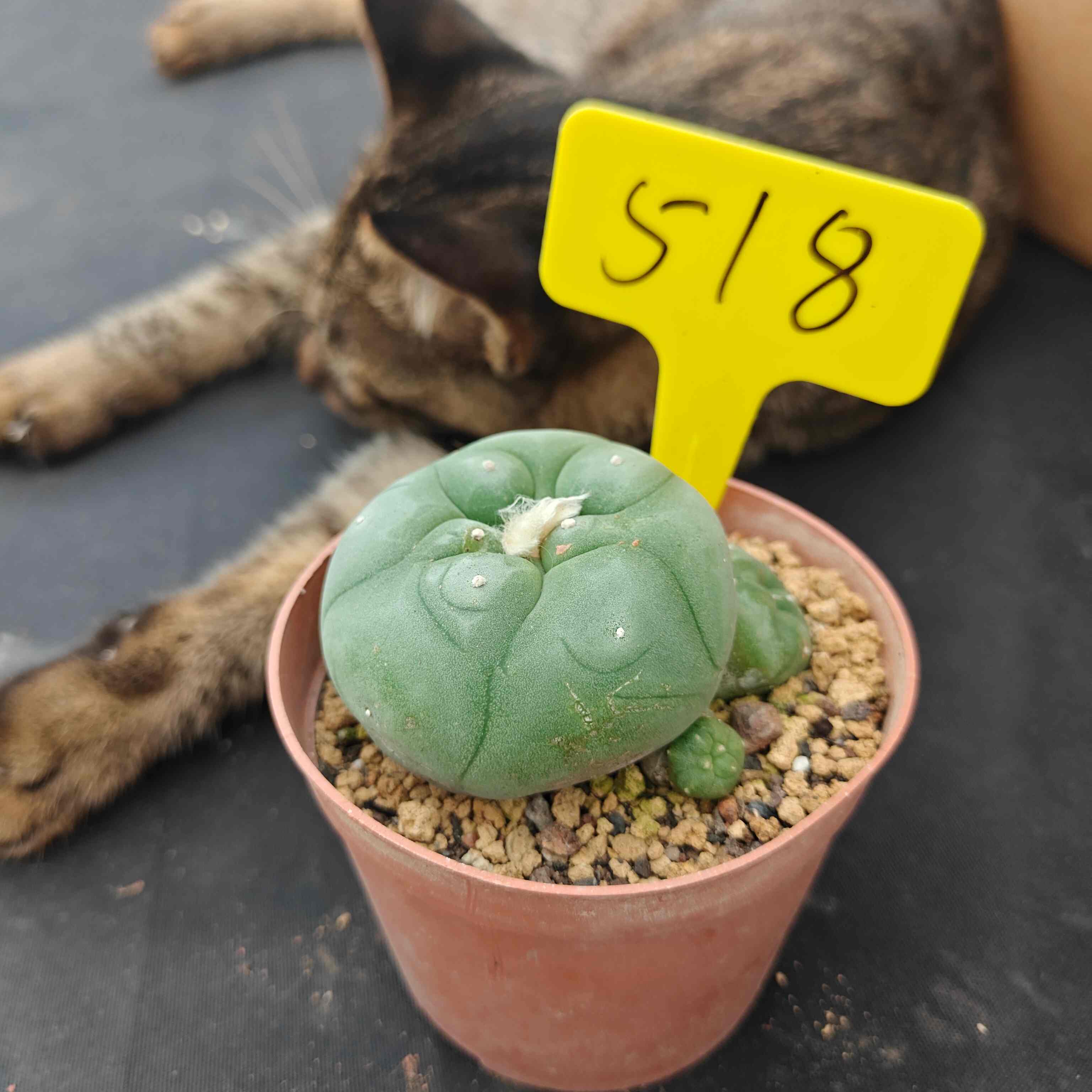 6-7cm（WYSIWYG）Lophophora diffusa 5 years old Number 518