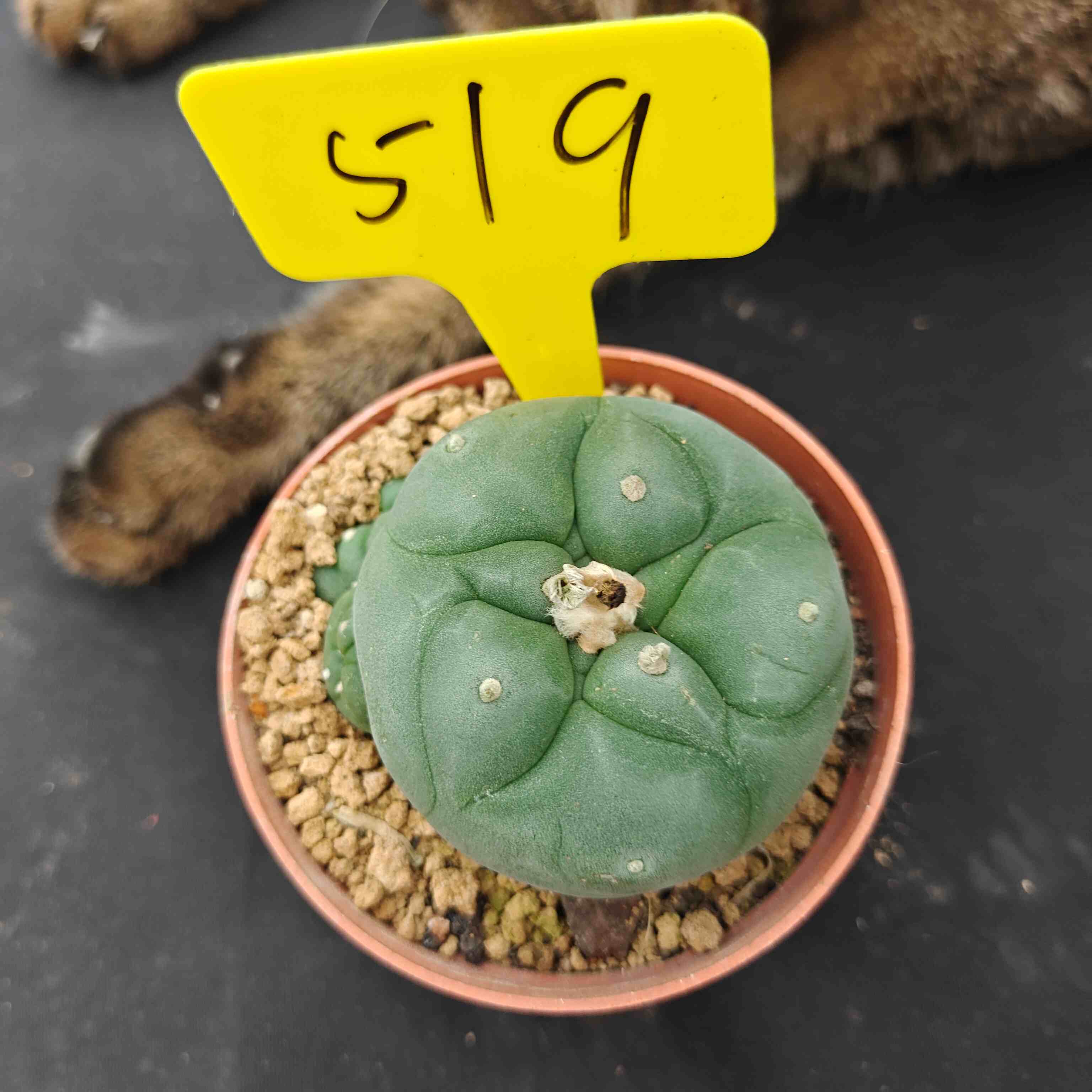 7cm（WYSIWYG）Lophophora diffusa 5 years old Number 519