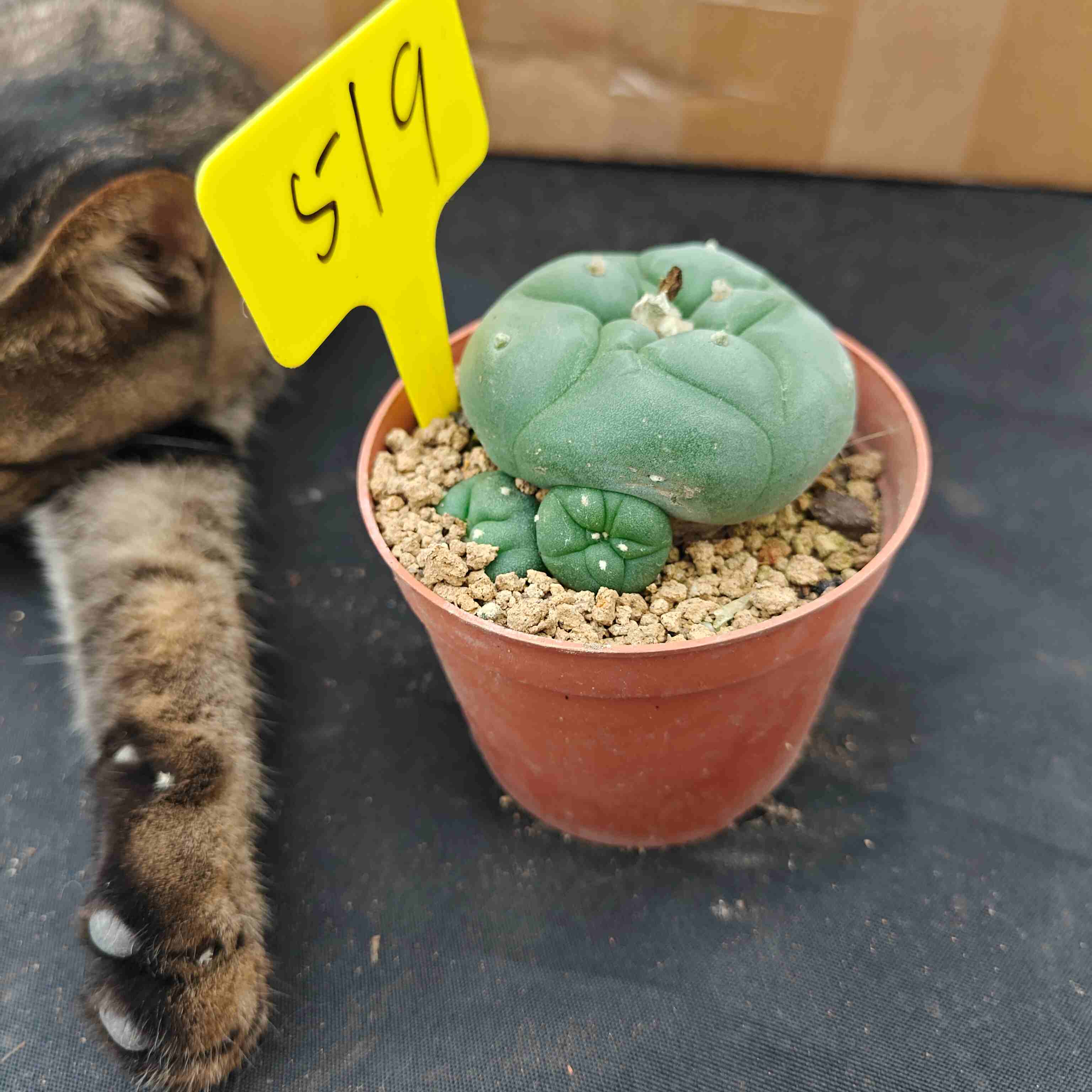 7cm（WYSIWYG）Lophophora diffusa 5 years old Number 519