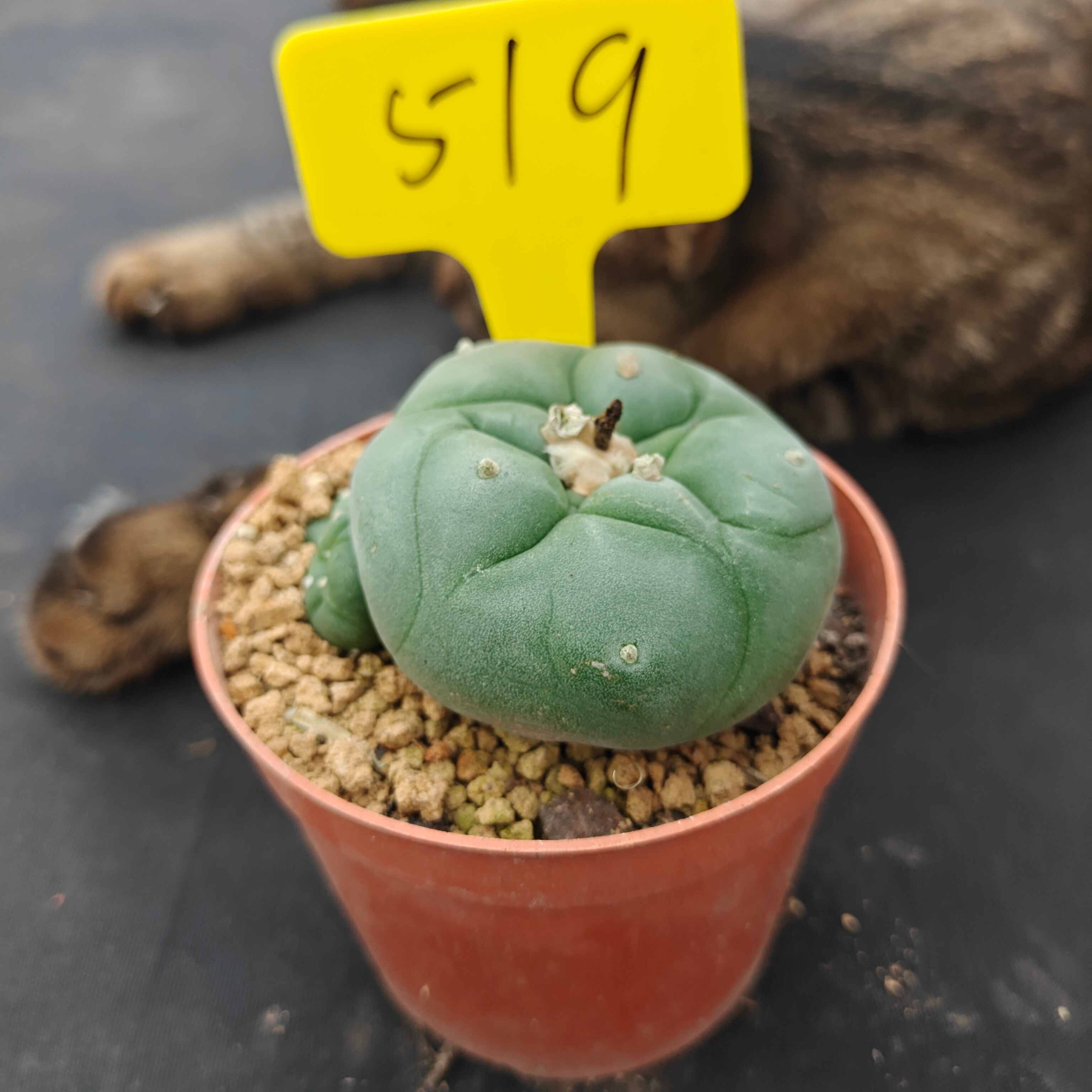 7cm（WYSIWYG）Lophophora diffusa 5 years old Number 519