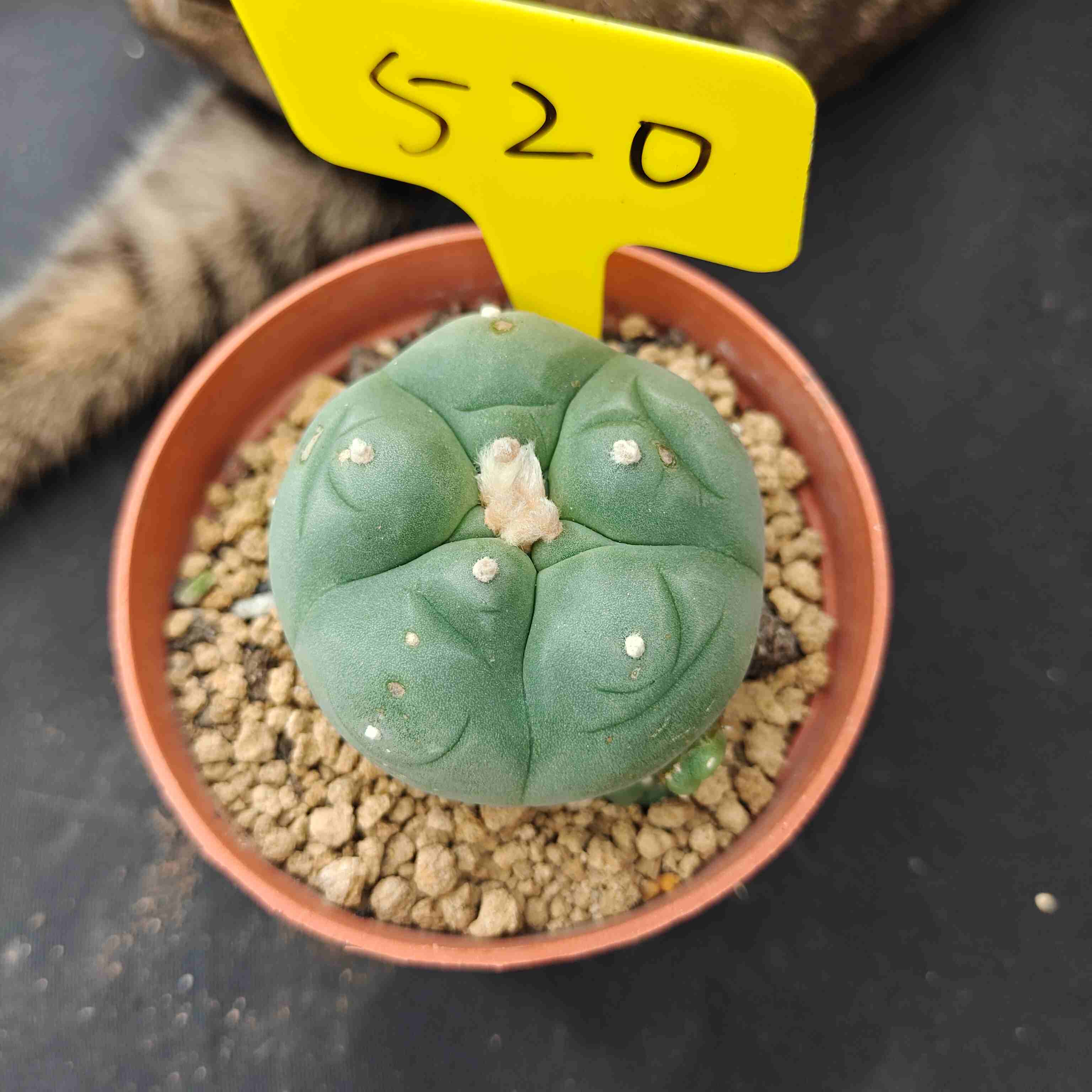 6cm（WYSIWYG）Lophophora diffusa 5 years old Number 520