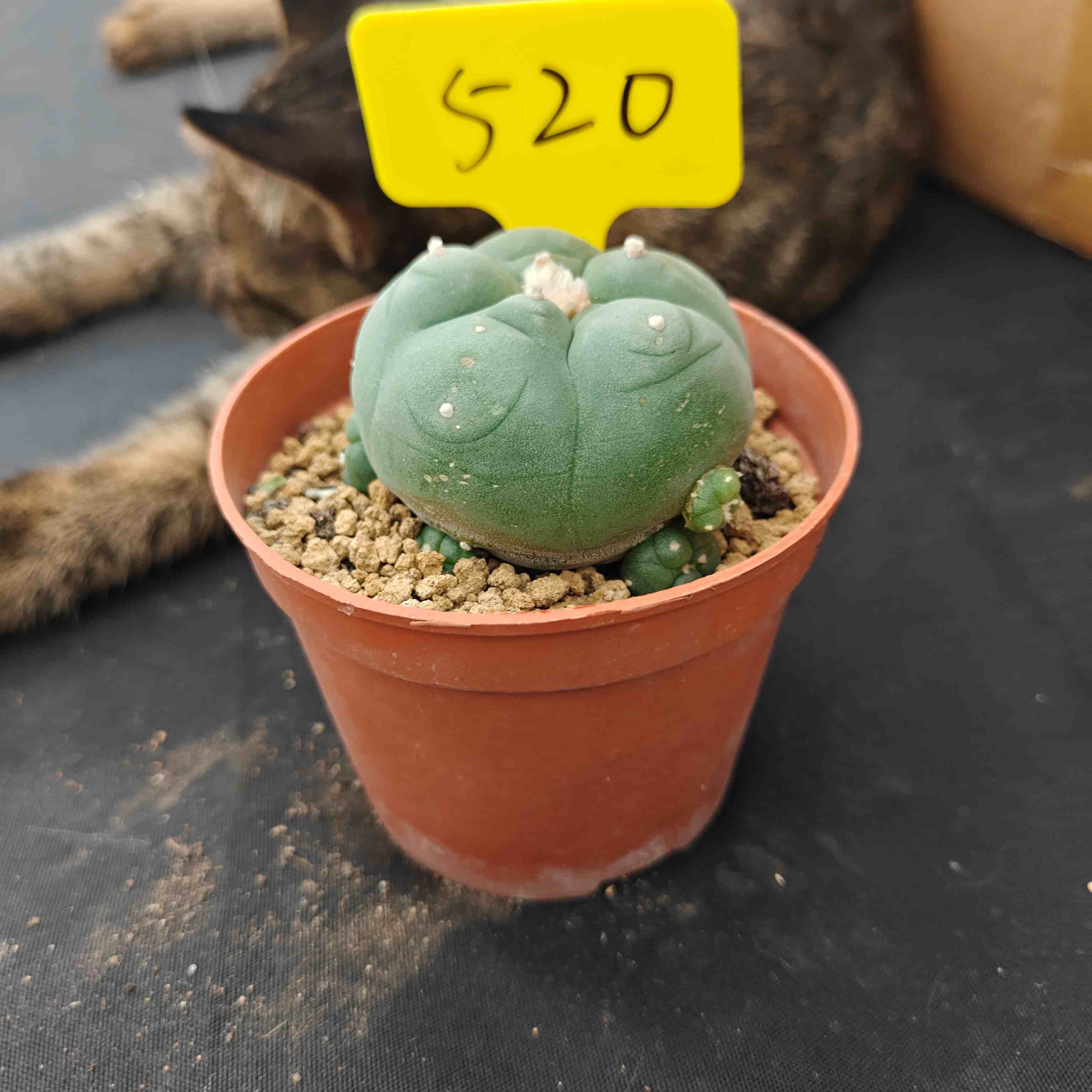 6cm（WYSIWYG）Lophophora diffusa 5 years old Number 520