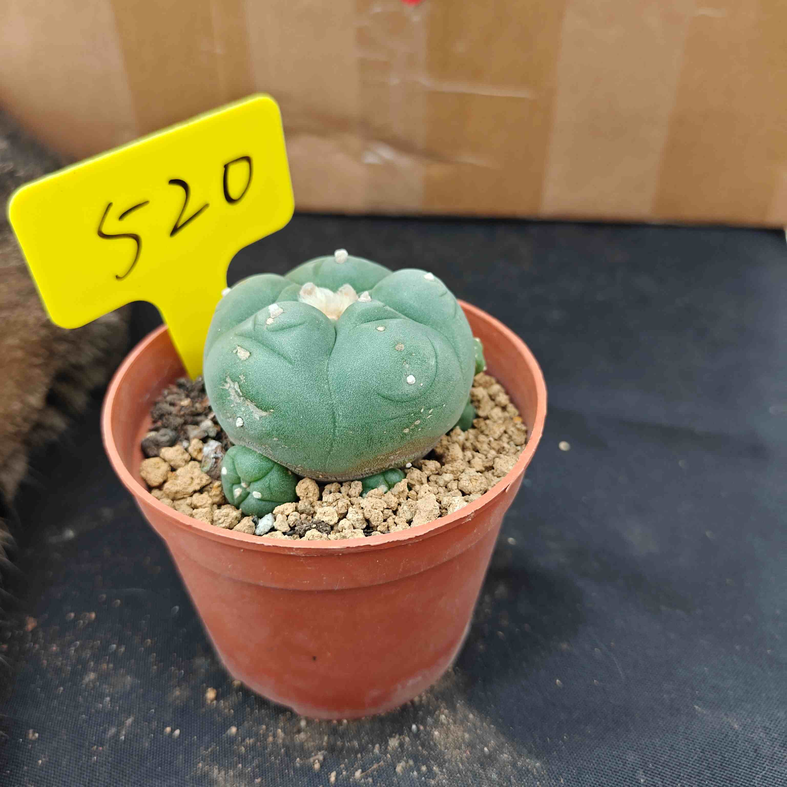 6cm（WYSIWYG）Lophophora diffusa 5 years old Number 520