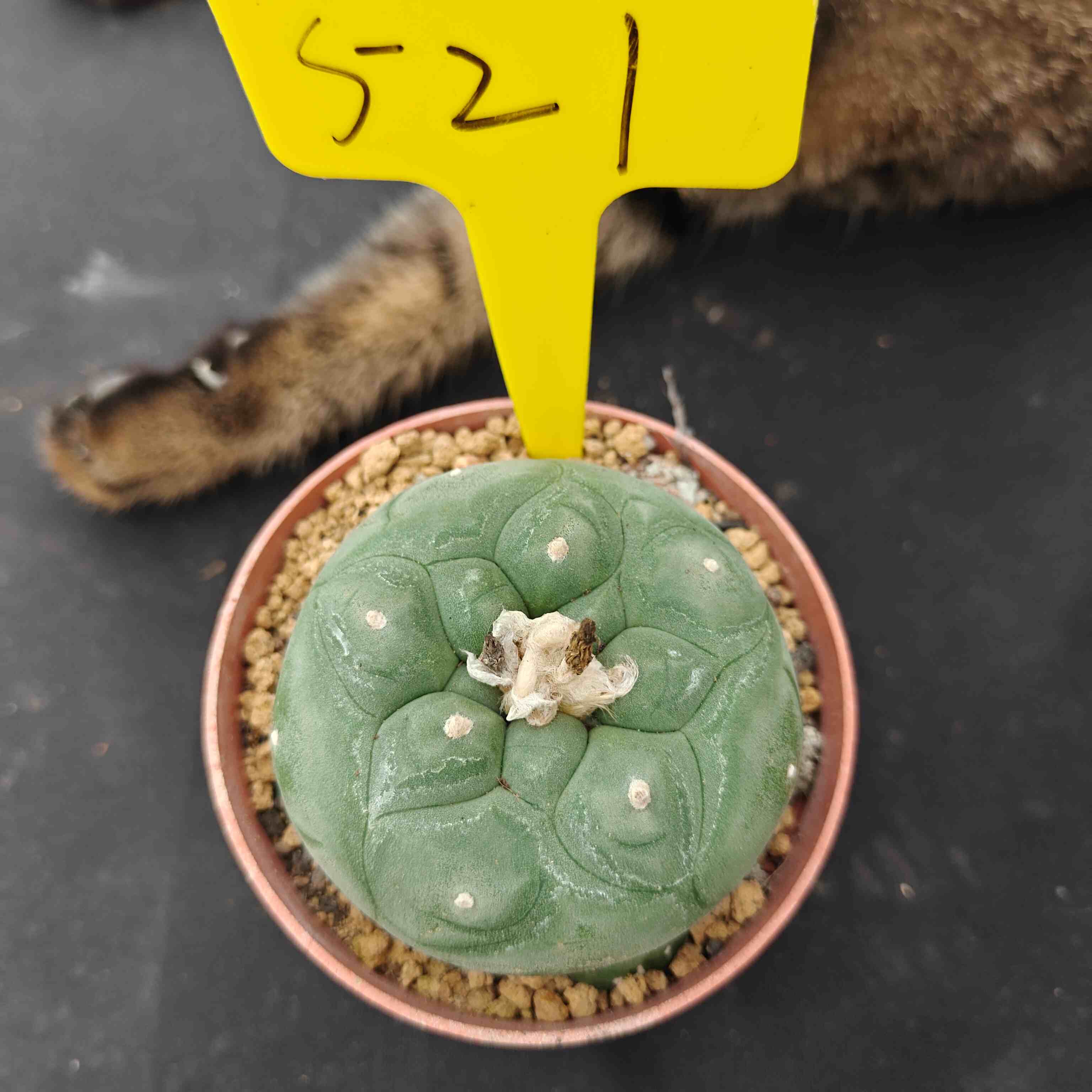 7cm（WYSIWYG）Lophophora diffusa 5 years old Number 521