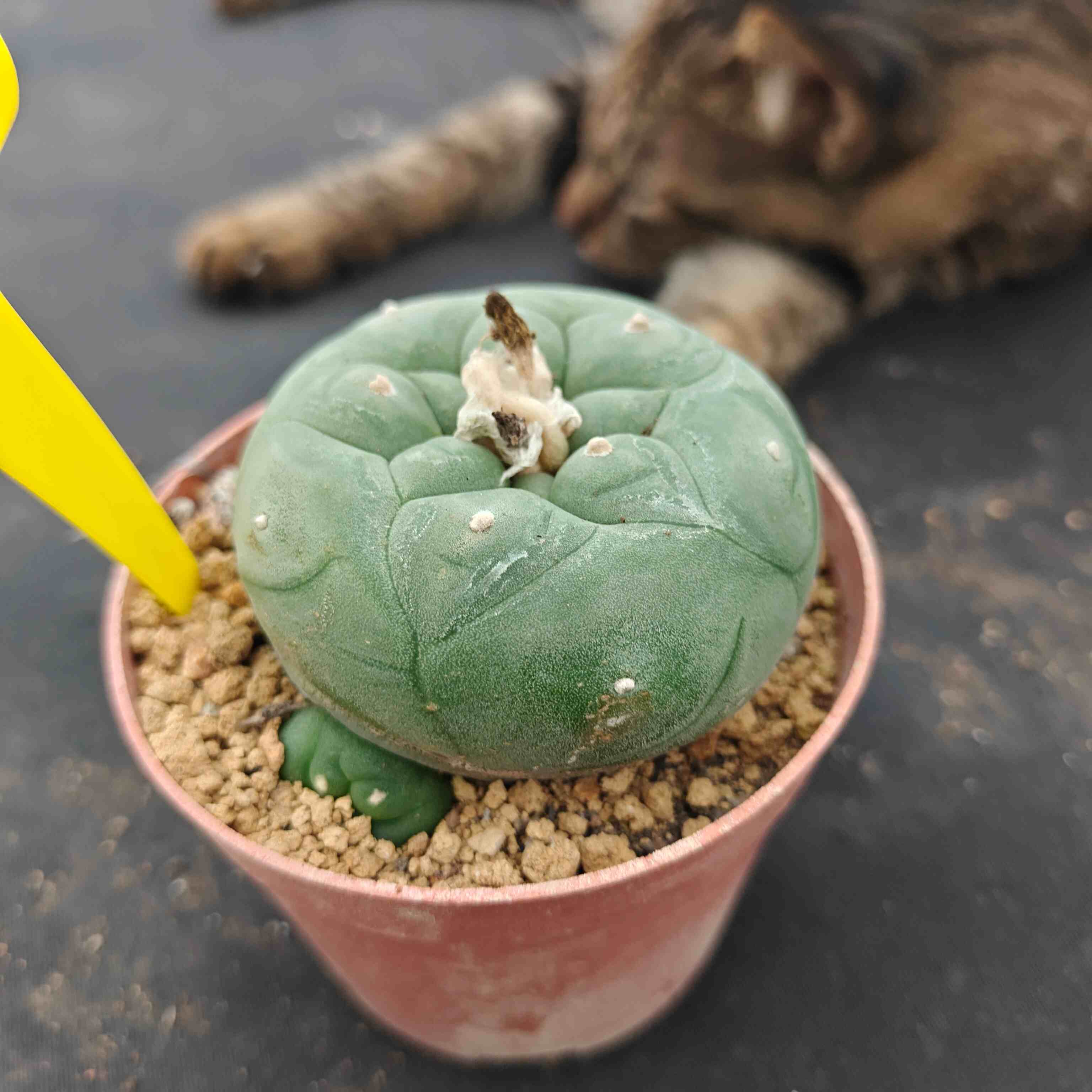 7cm（WYSIWYG）Lophophora diffusa 5 years old Number 521