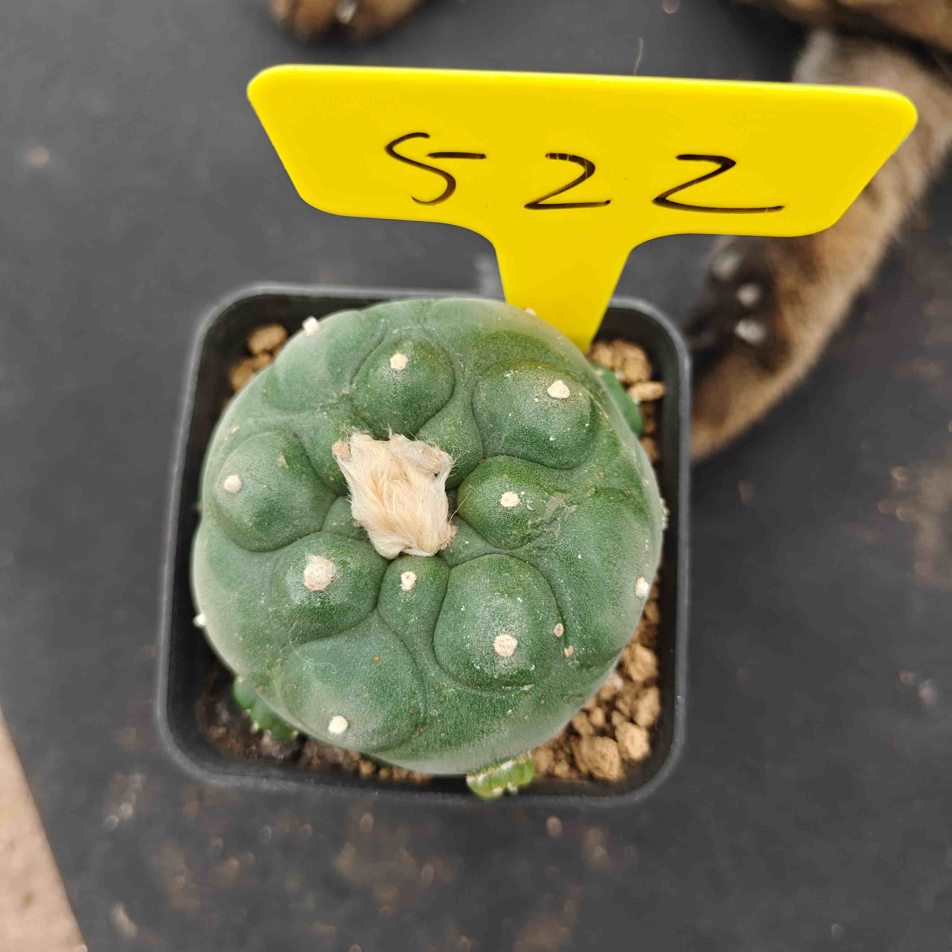 7cm（WYSIWYG）Lophophora diffusa 5 years old Number 522