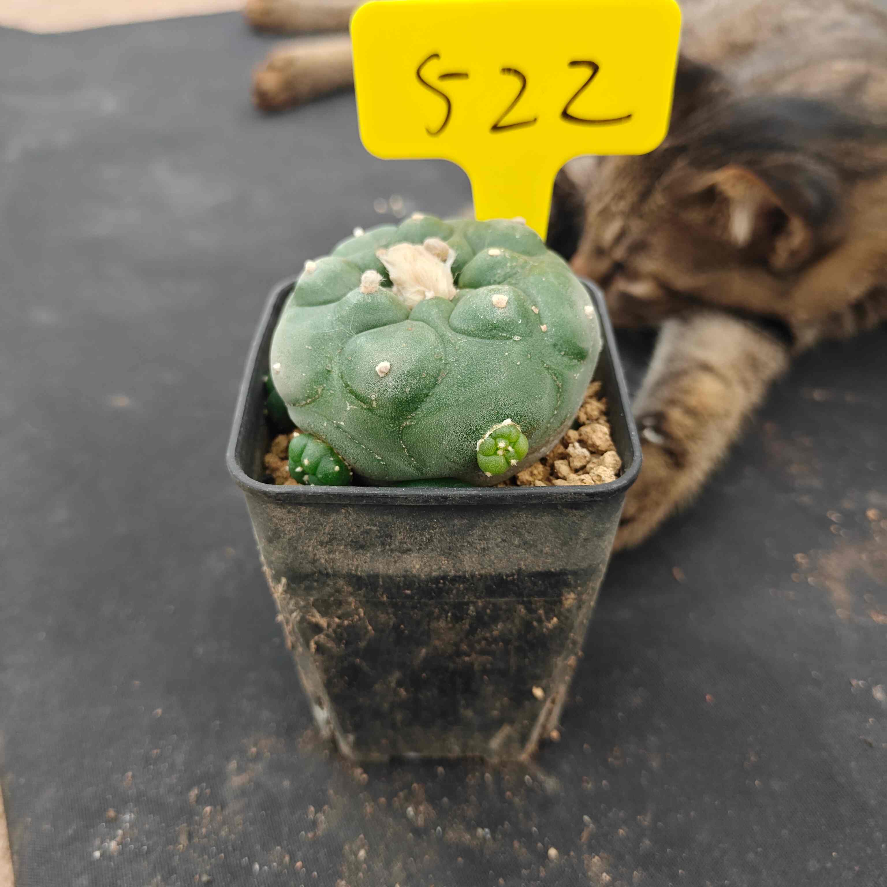 7cm（WYSIWYG）Lophophora diffusa 5 years old Number 522