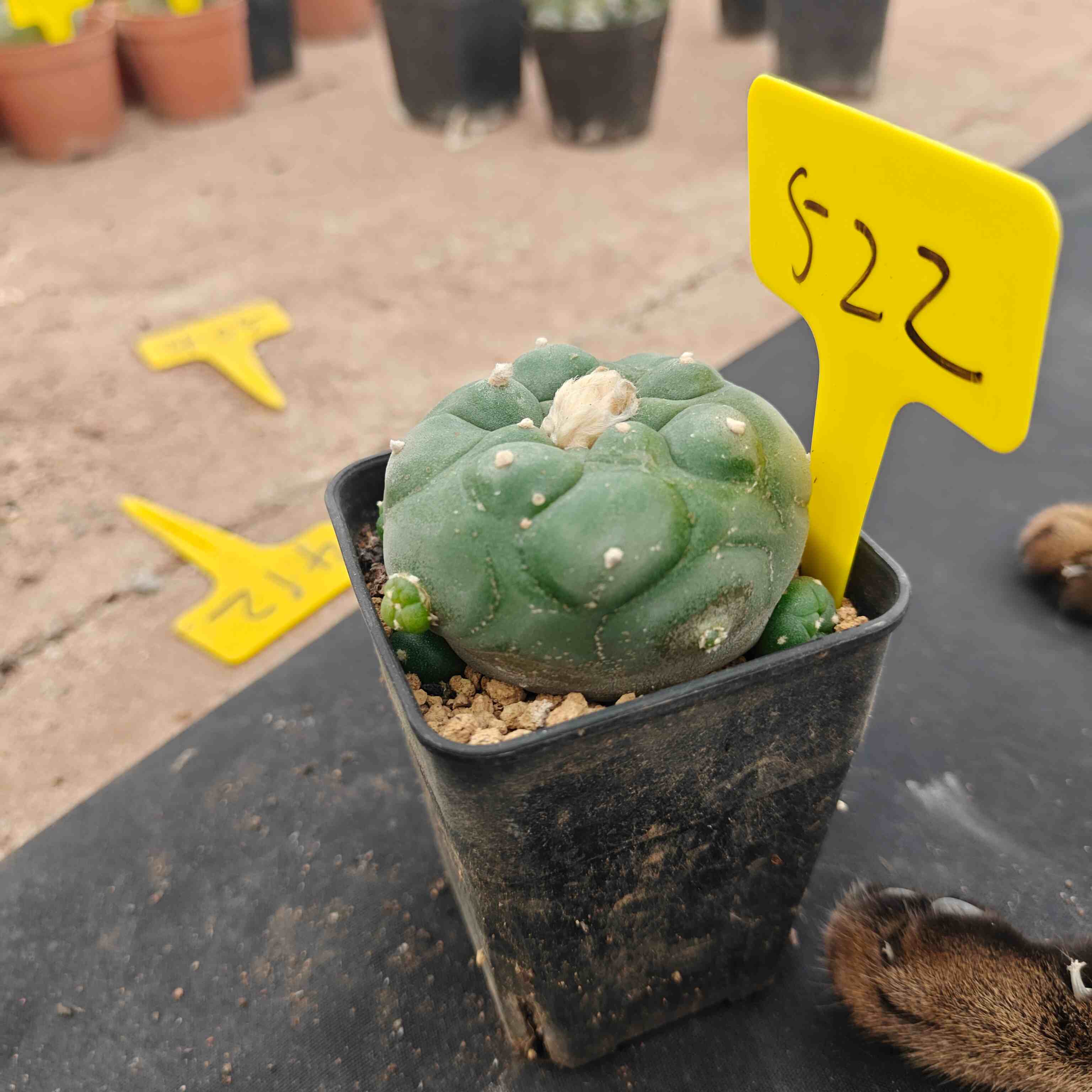 7cm（WYSIWYG）Lophophora diffusa 5 years old Number 522