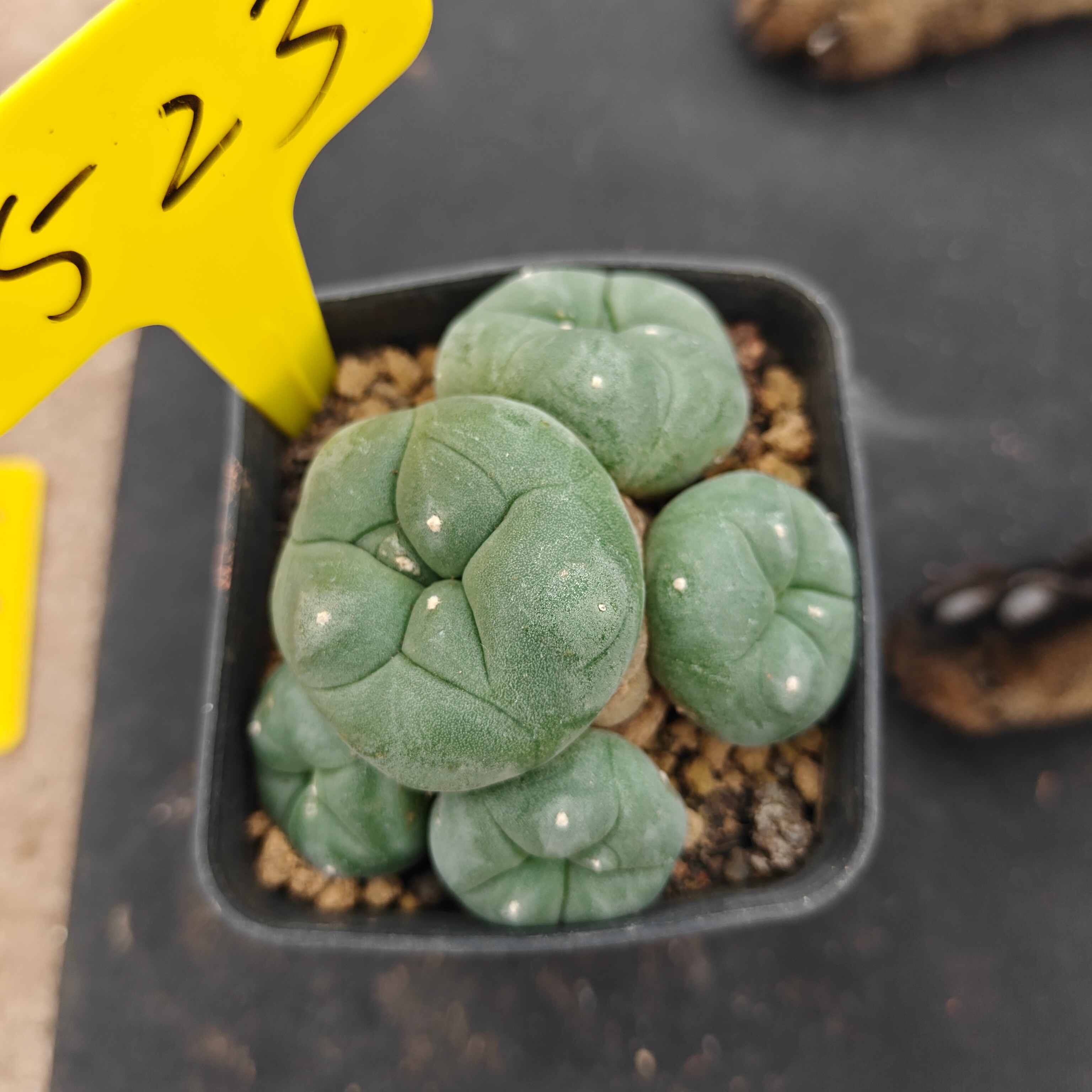 8-9cm（WYSIWYG）Lophophora diffusa 5 years old Number 523