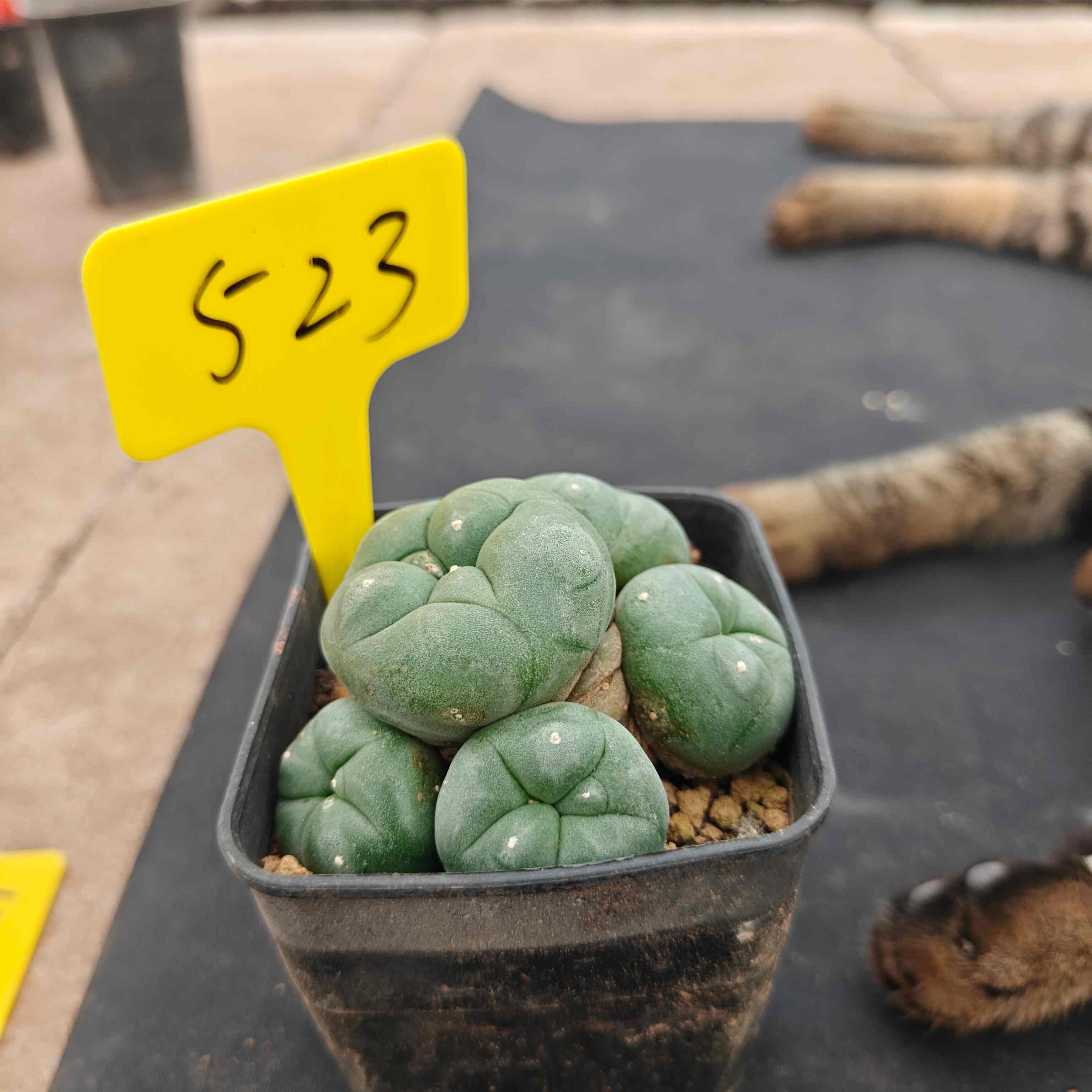 8-9cm（WYSIWYG）Lophophora diffusa 5 years old Number 523