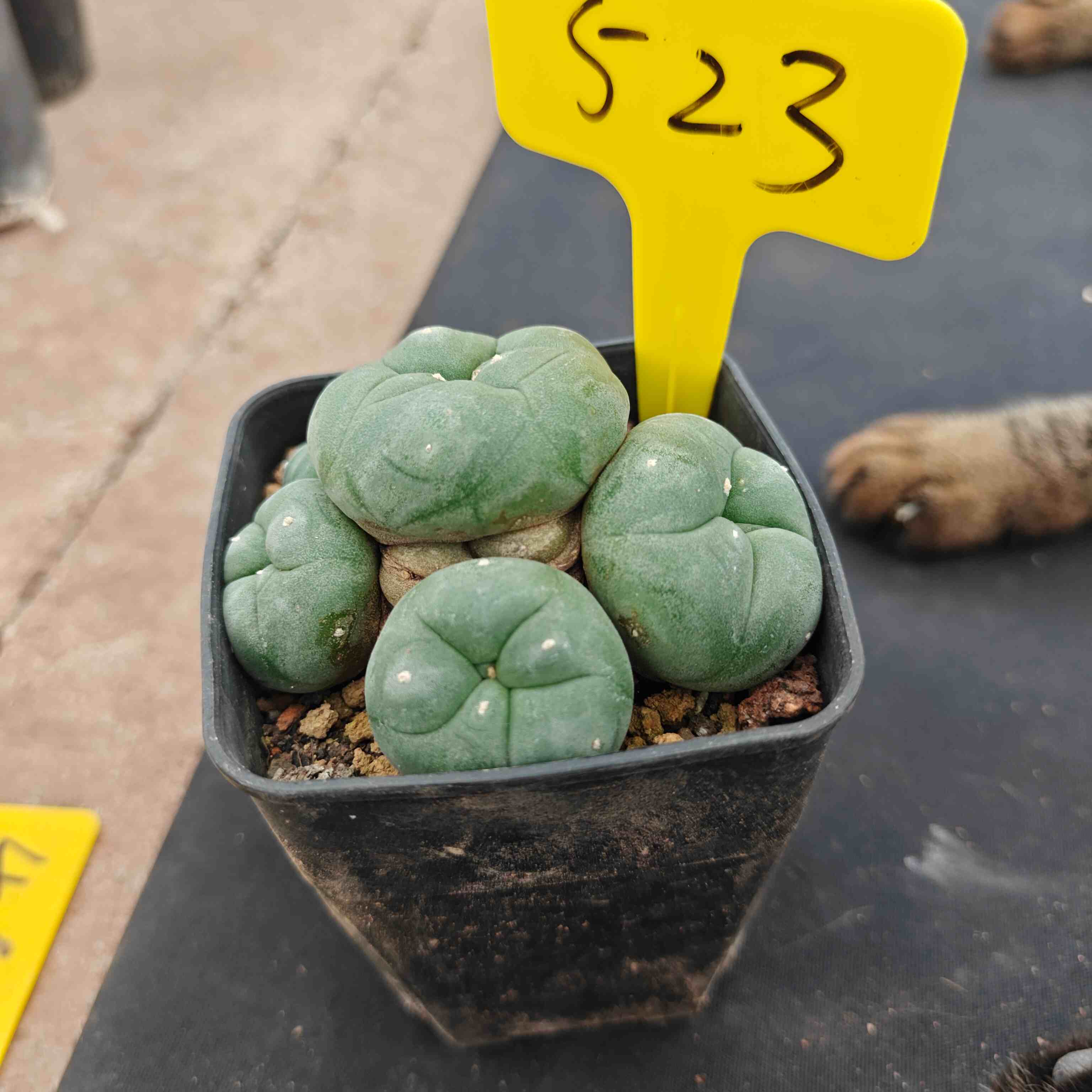 8-9cm（WYSIWYG）Lophophora diffusa 5 years old Number 523