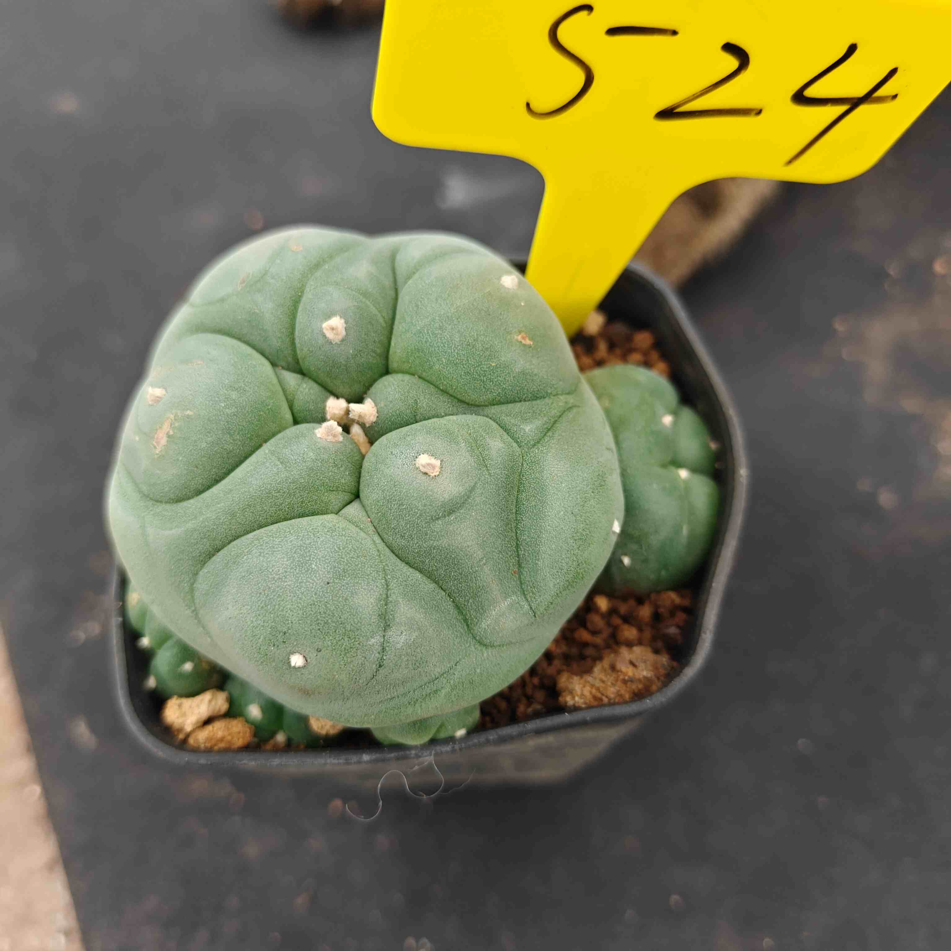 8-9cm（WYSIWYG）Lophophora diffusa 5 years old Number 524