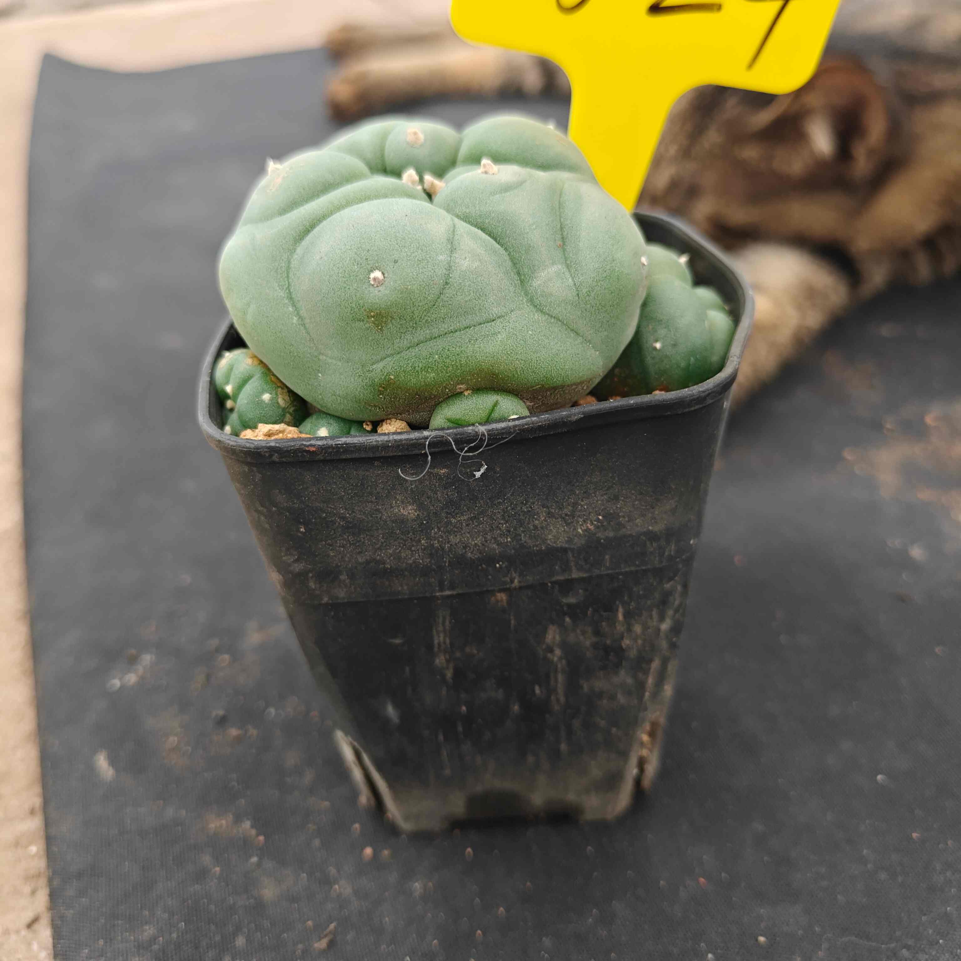 8-9cm（WYSIWYG）Lophophora diffusa 5 years old Number 524