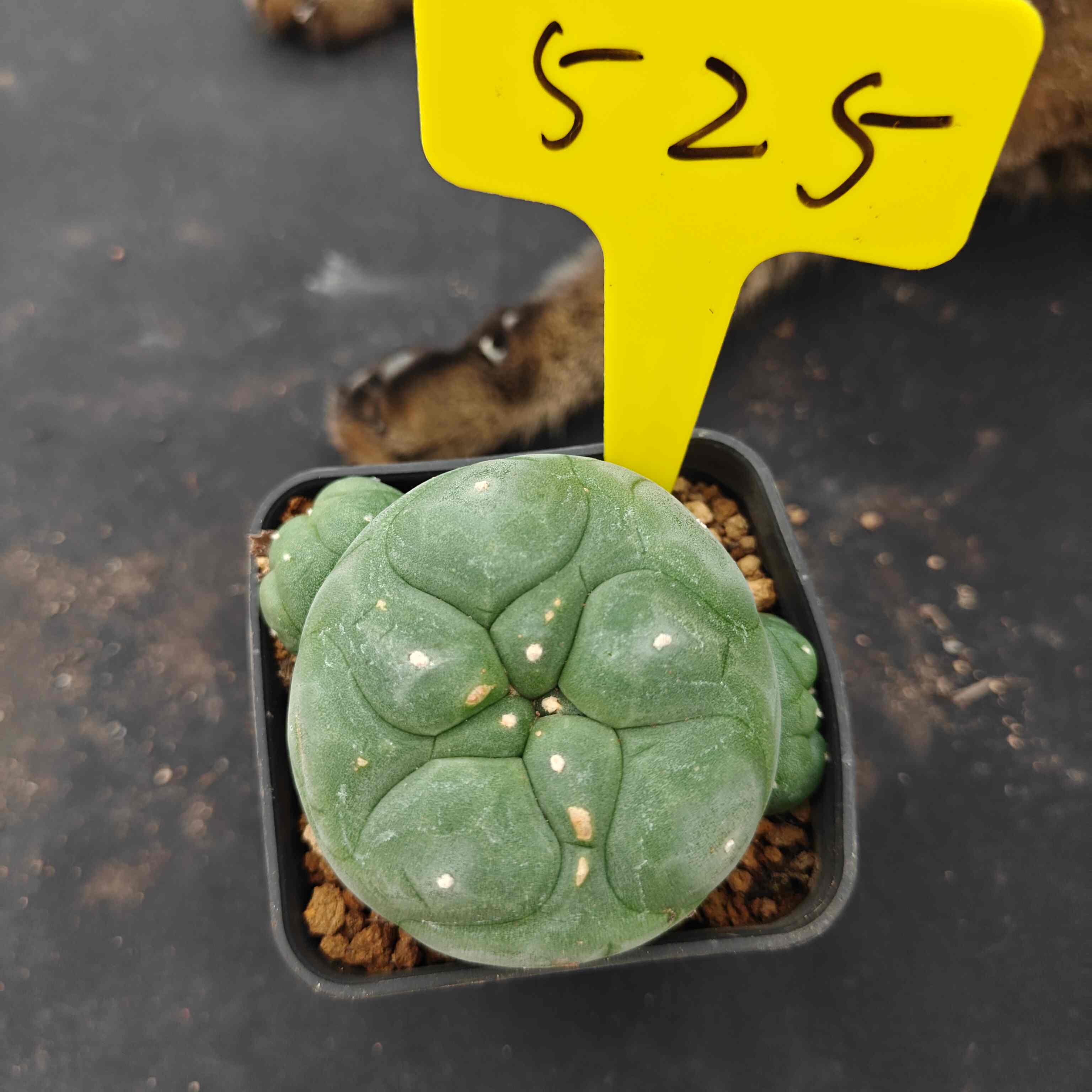 8cm（WYSIWYG）Lophophora diffusa 5 years old Number 525
