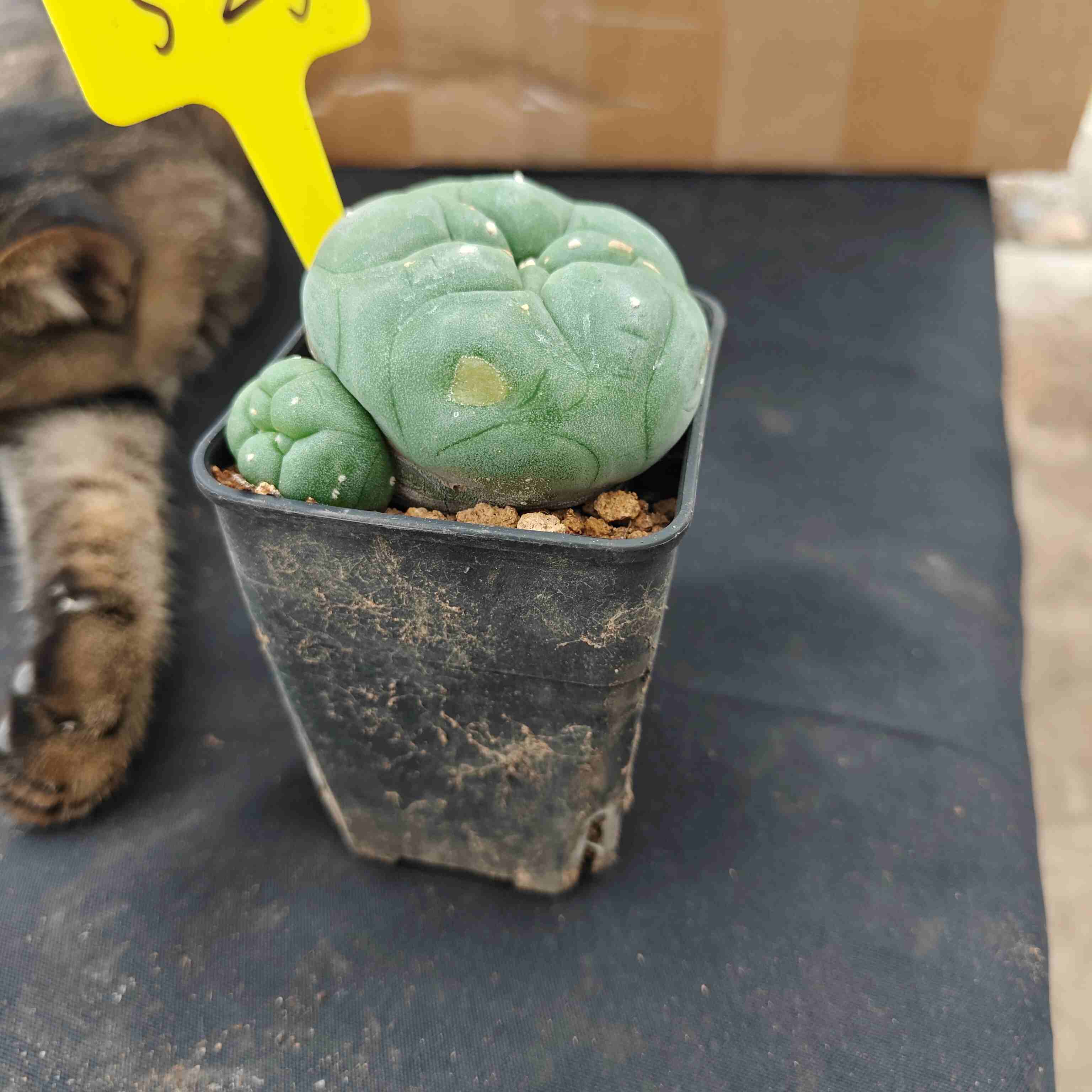 8cm（WYSIWYG）Lophophora diffusa 5 years old Number 525