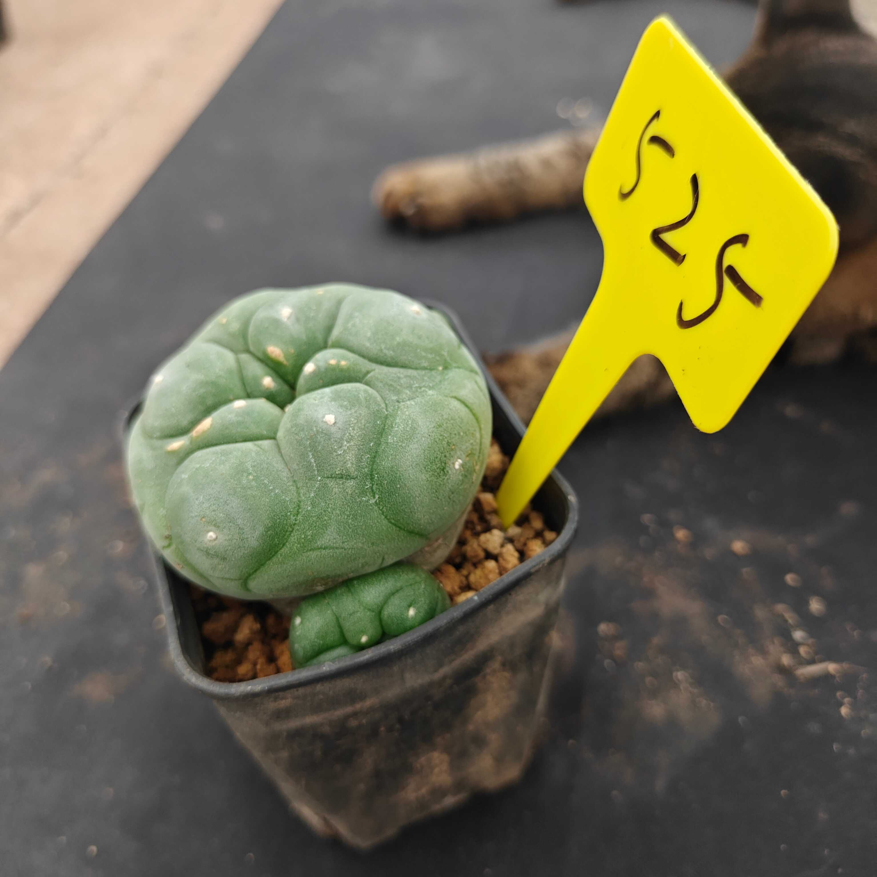 8cm（WYSIWYG）Lophophora diffusa 5 years old Number 525