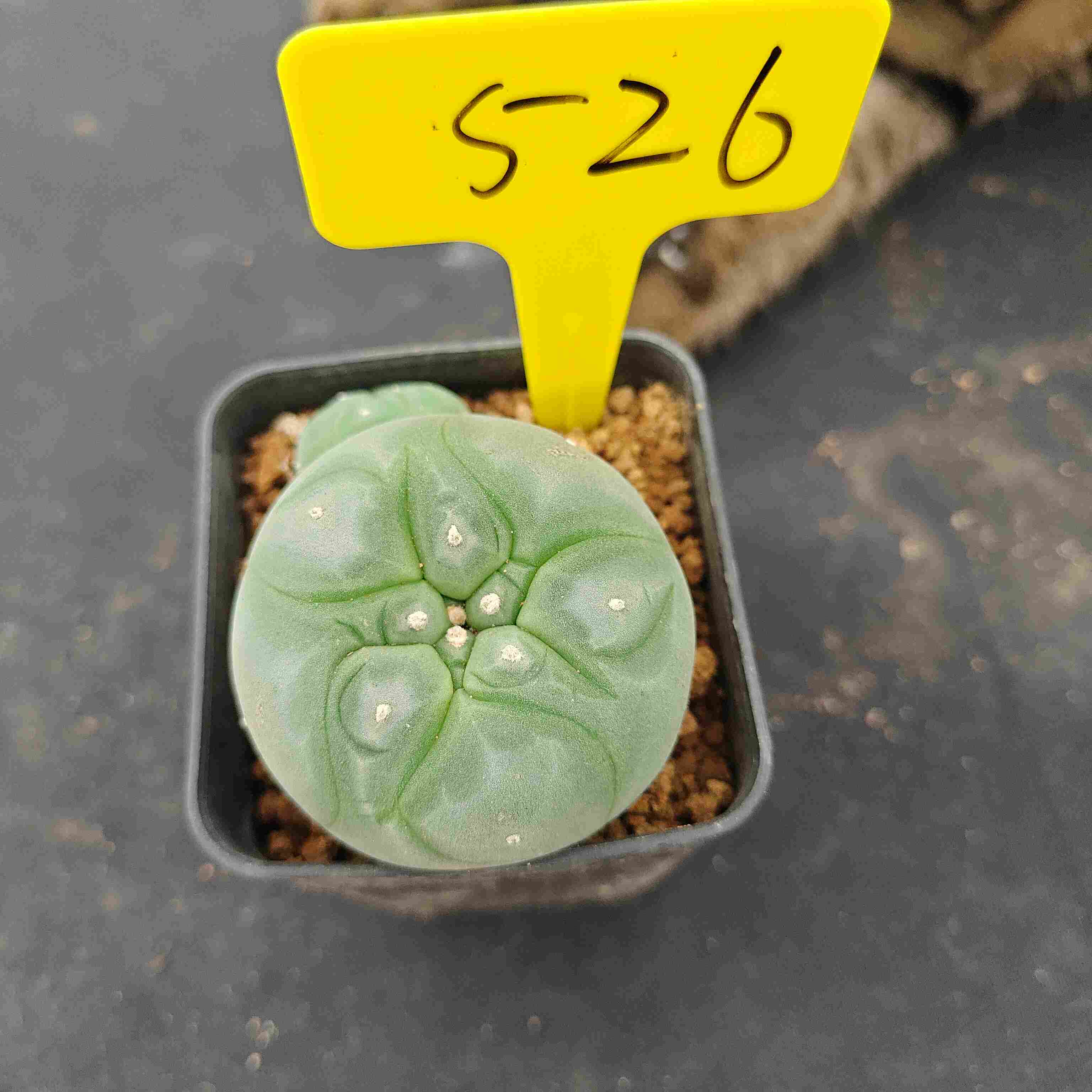 6-7cm（WYSIWYG）Lophophora diffusa 5 years old Number 526