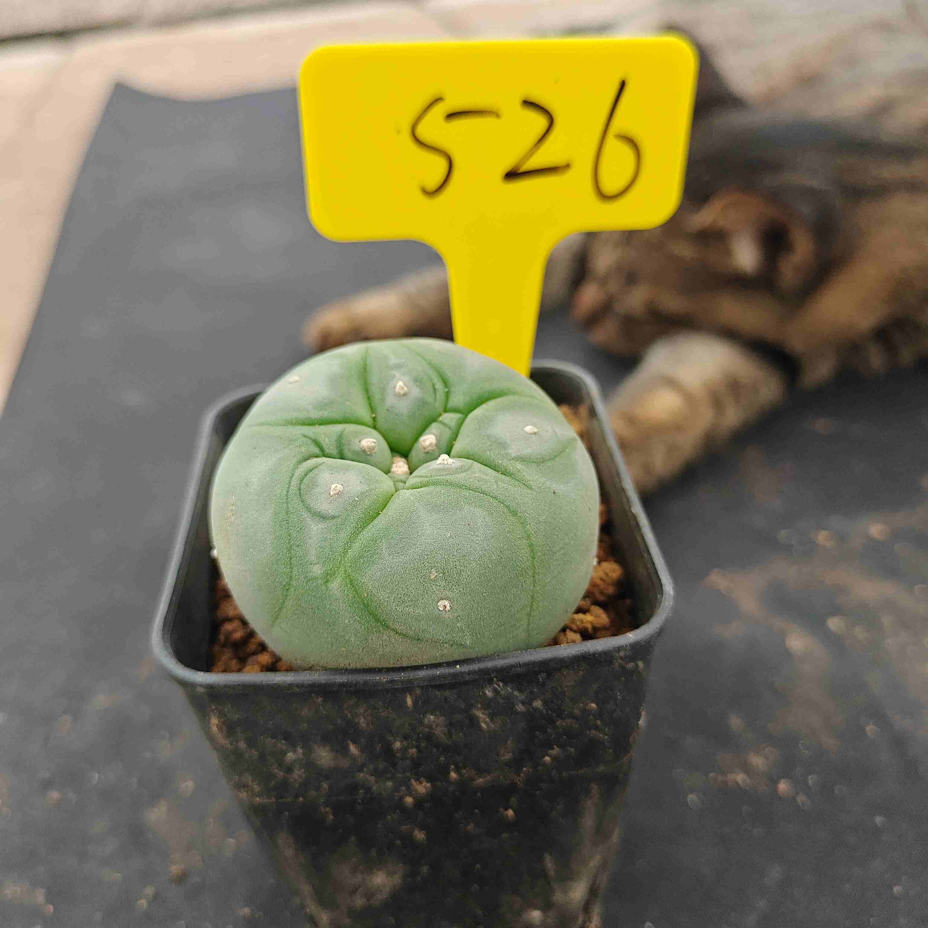 6-7cm（WYSIWYG）Lophophora diffusa 5 years old Number 526