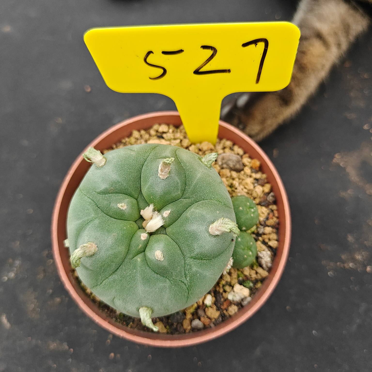 6-7cm（WYSIWYG）Lophophora diffusa 5 years old Number 527