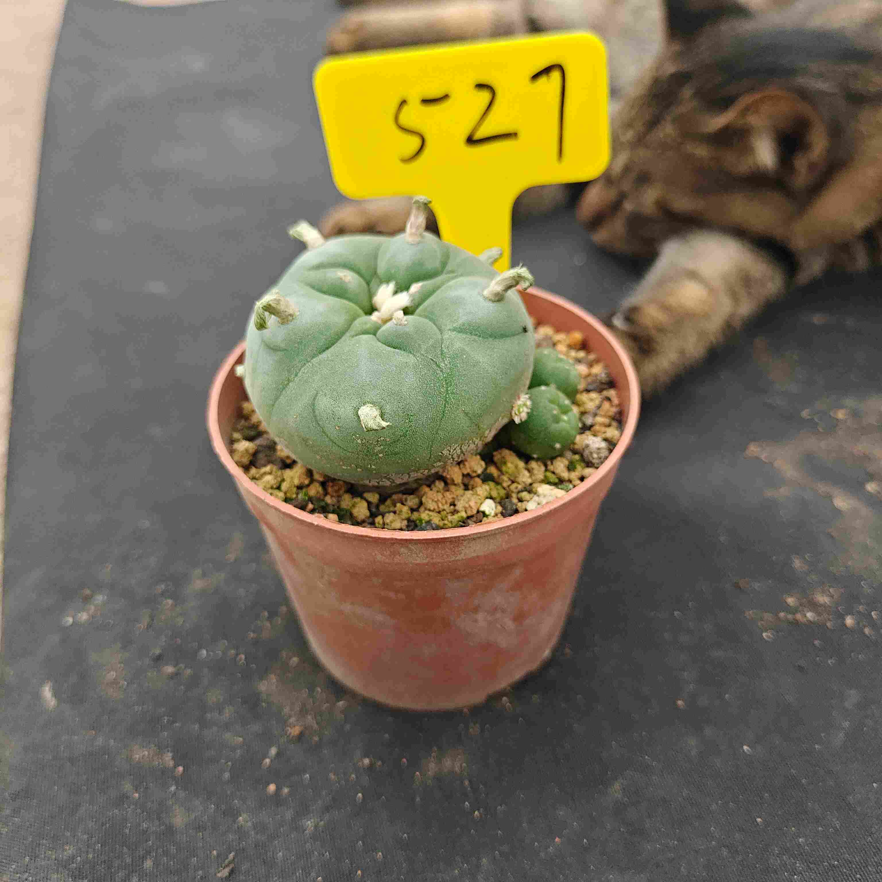6-7cm（WYSIWYG）Lophophora diffusa 5 years old Number 527