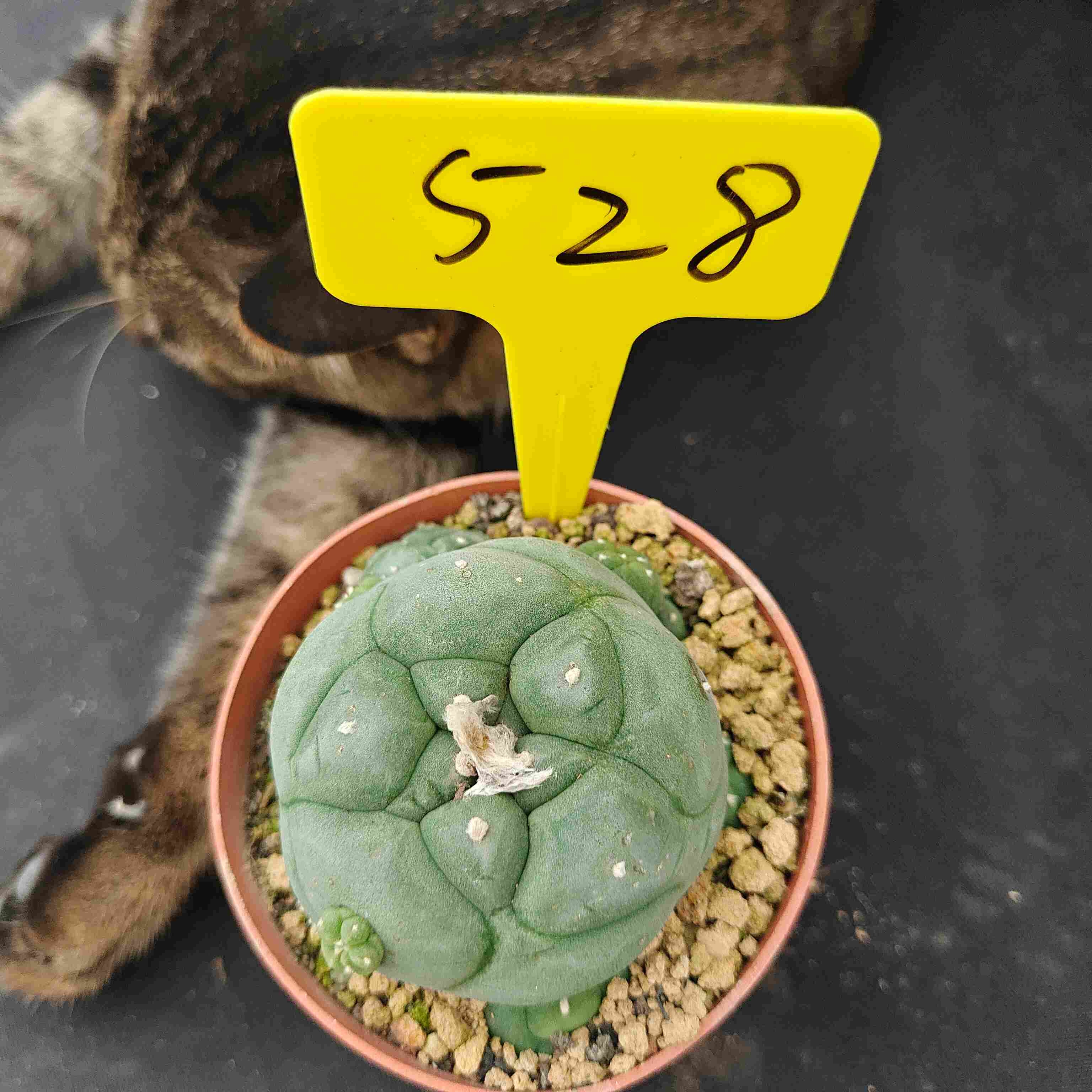6-7cm（WYSIWYG）Lophophora diffusa 5 years old Number 528