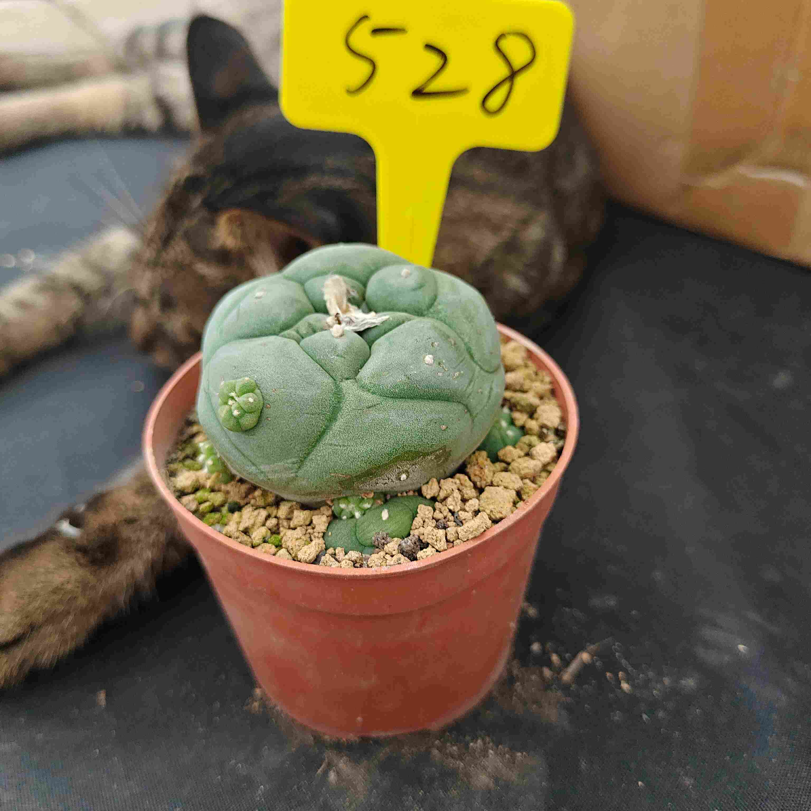 6-7cm（WYSIWYG）Lophophora diffusa 5 years old Number 528