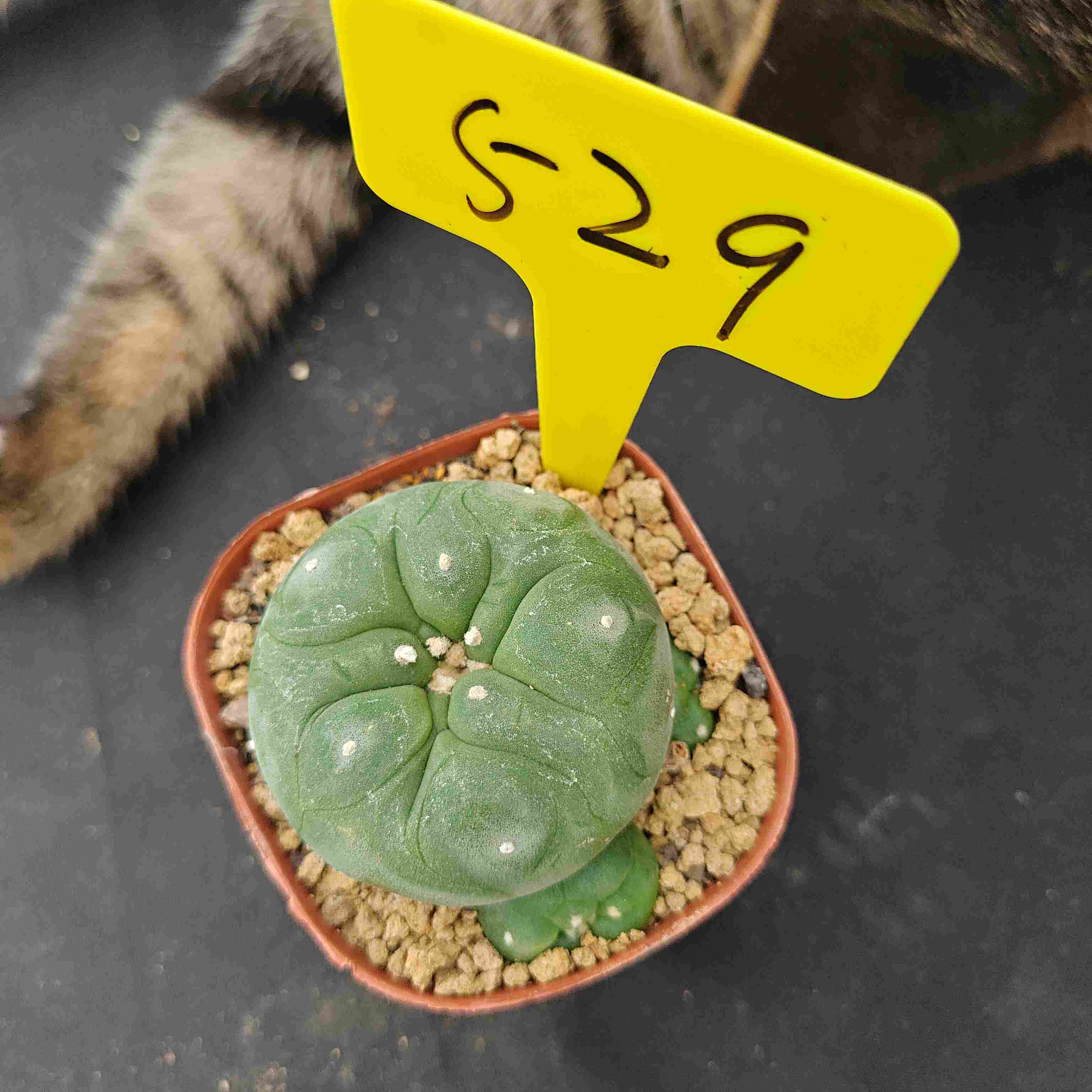 6-7cm（WYSIWYG）Lophophora diffusa 5 years old Number 529