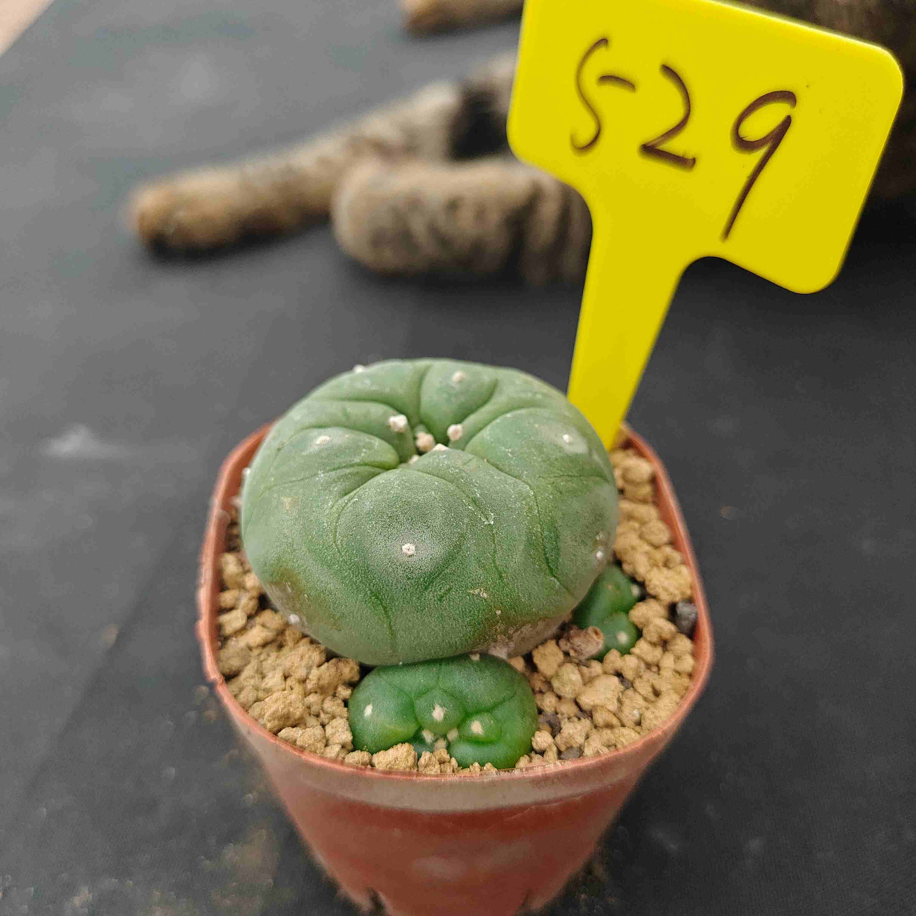 6-7cm（WYSIWYG）Lophophora diffusa 5 years old Number 529