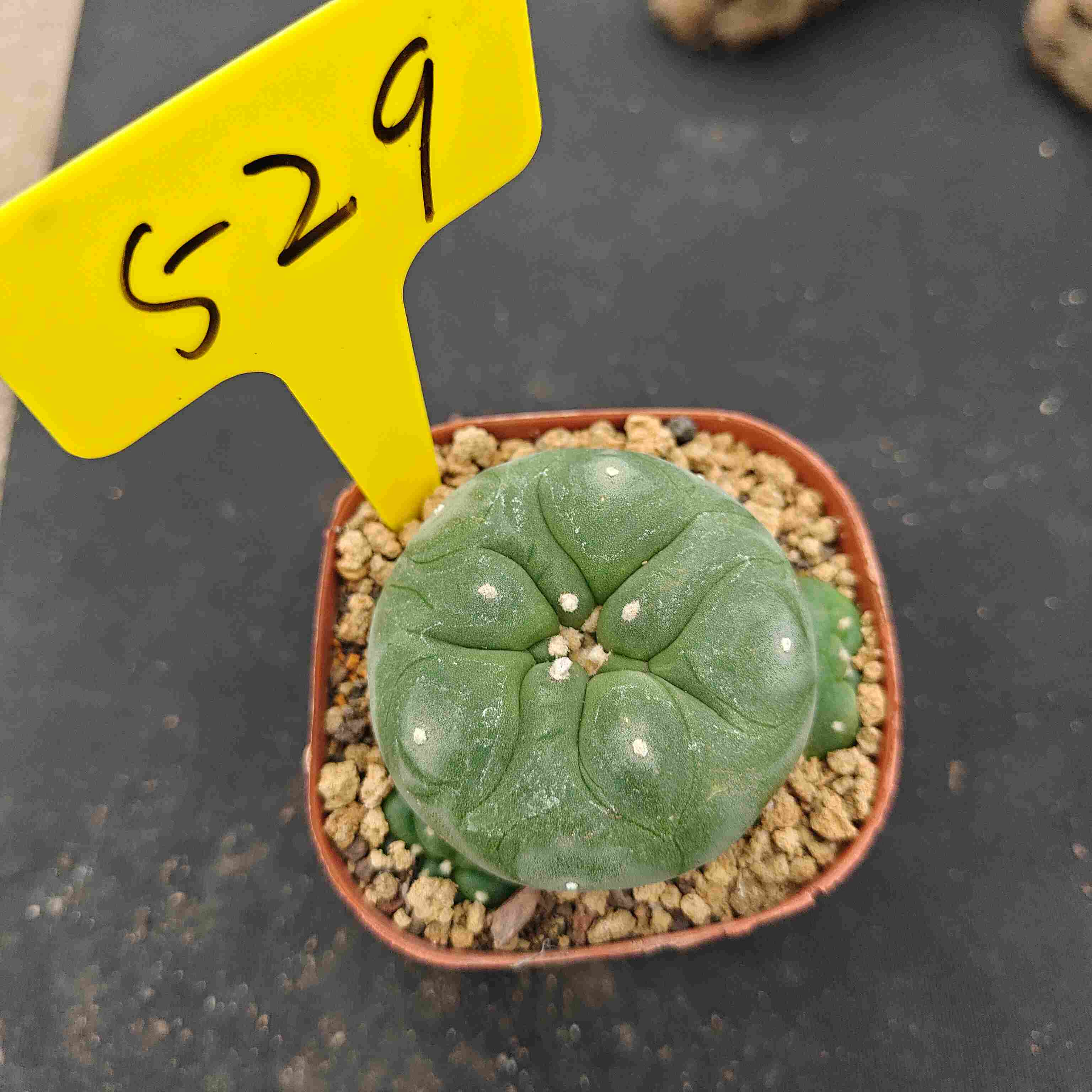 6-7cm（WYSIWYG）Lophophora diffusa 5 years old Number 529
