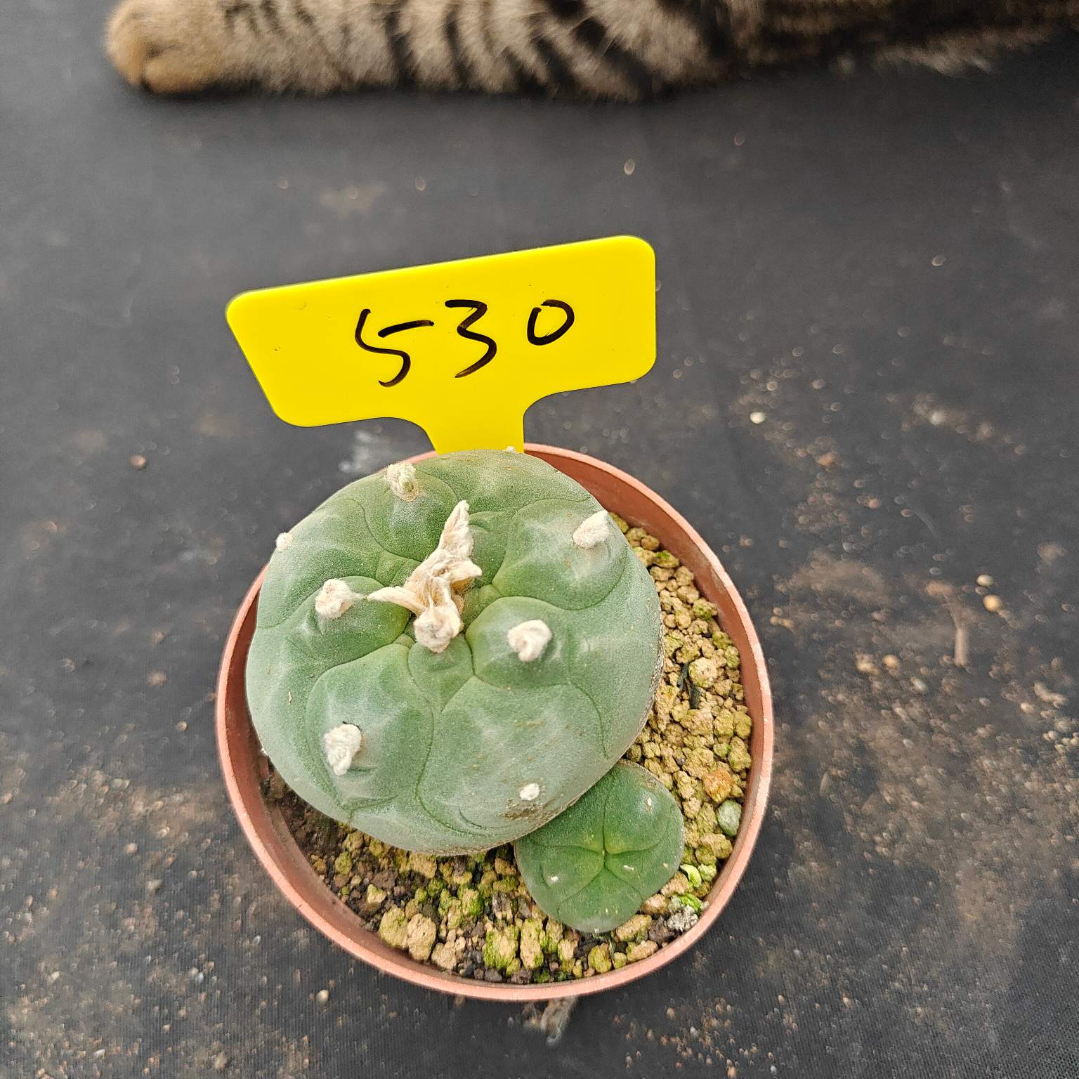 6-7cm（WYSIWYG）Lophophora diffusa 5 years old Number 530