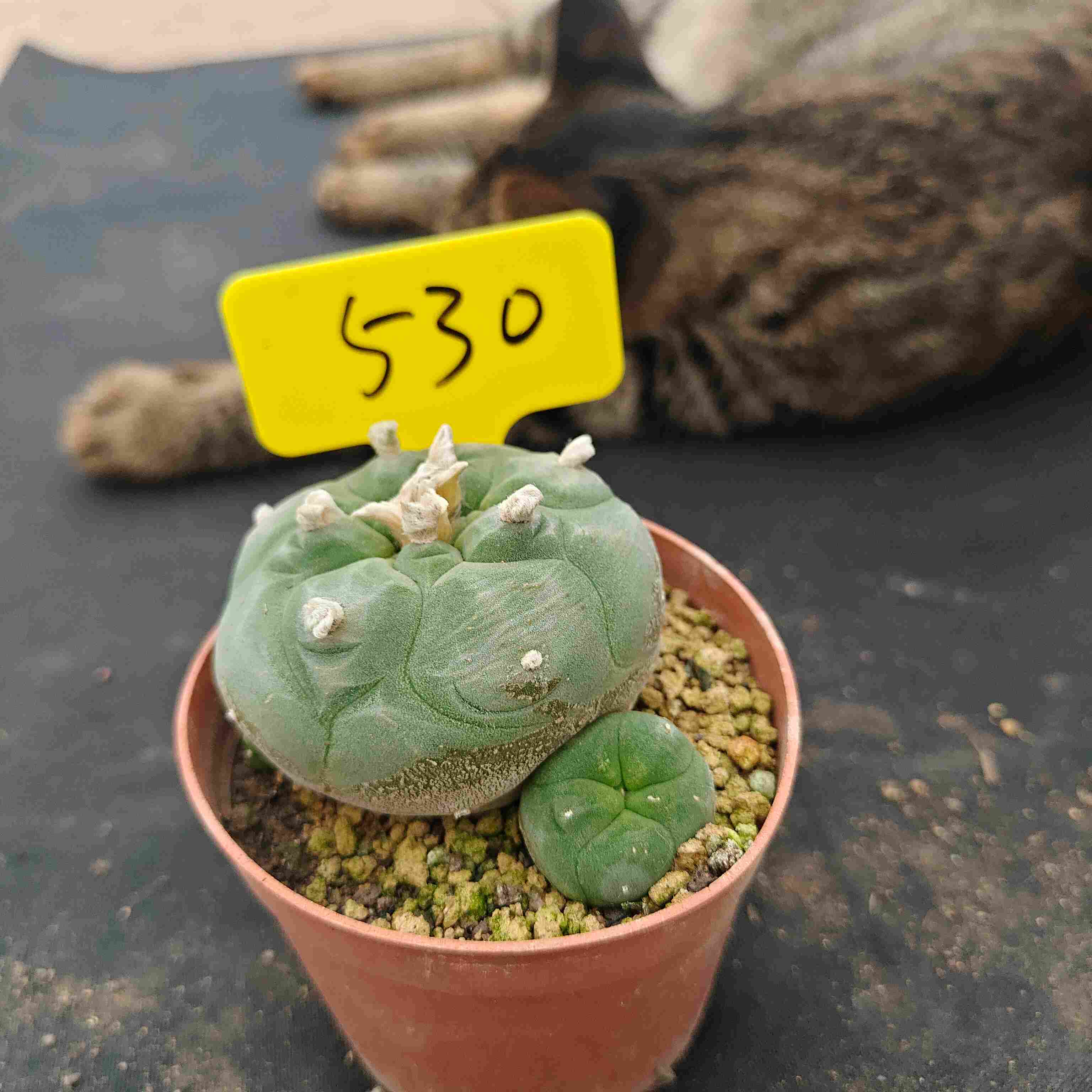 6-7cm（WYSIWYG）Lophophora diffusa 5 years old Number 530